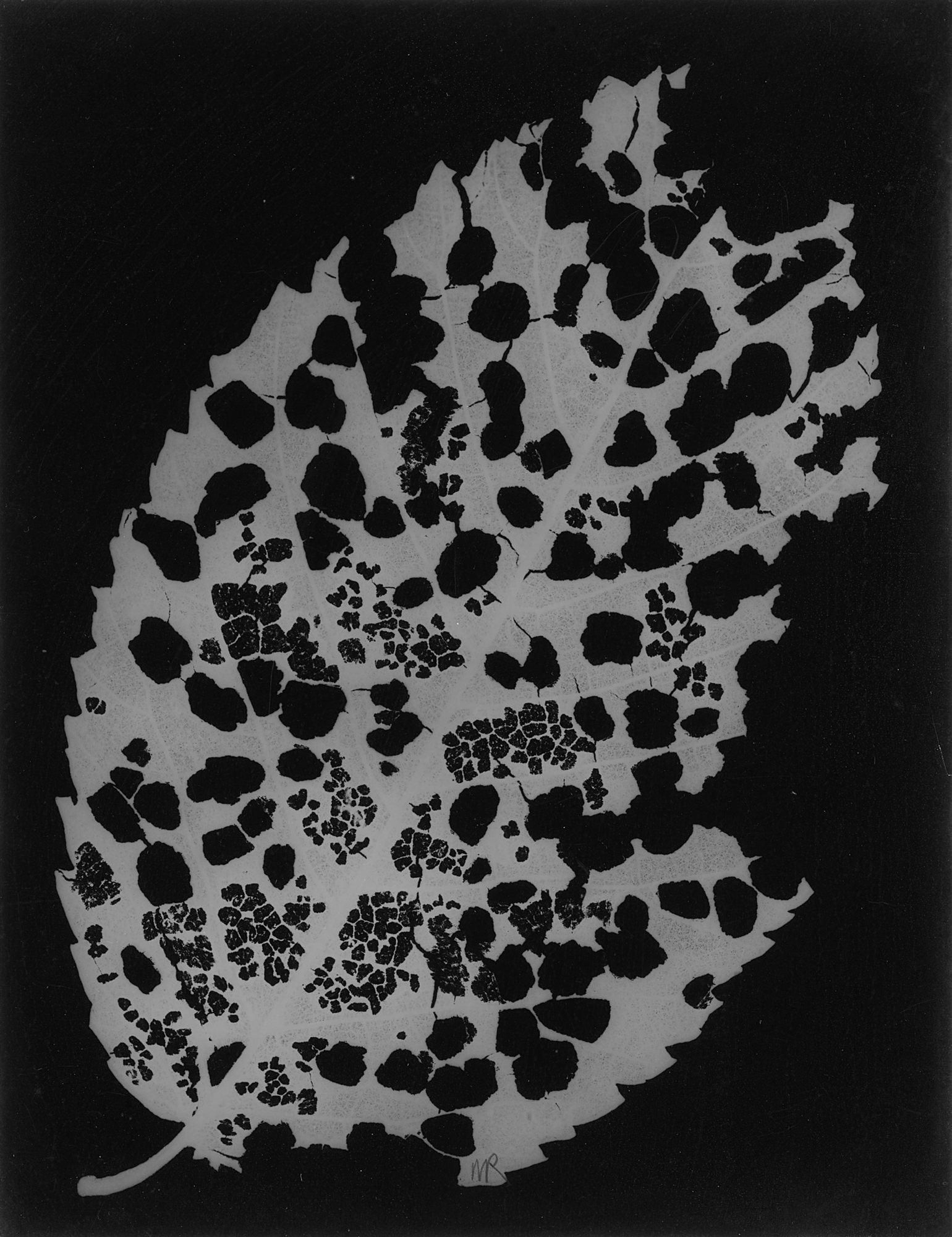 Man Ray — Rayograph (Dead Leaf)
