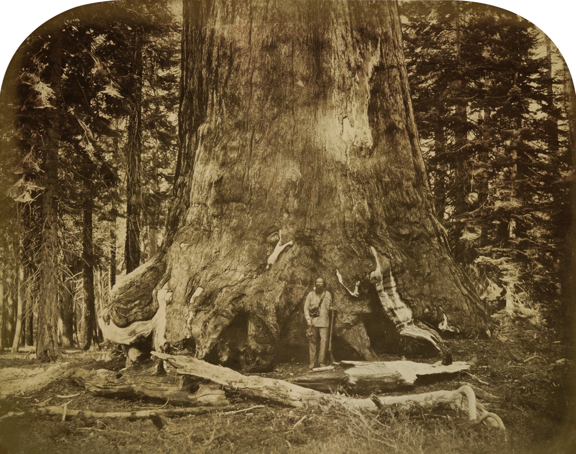 Section of the Grizzly Giant, Mariposa Grove, Yosemite