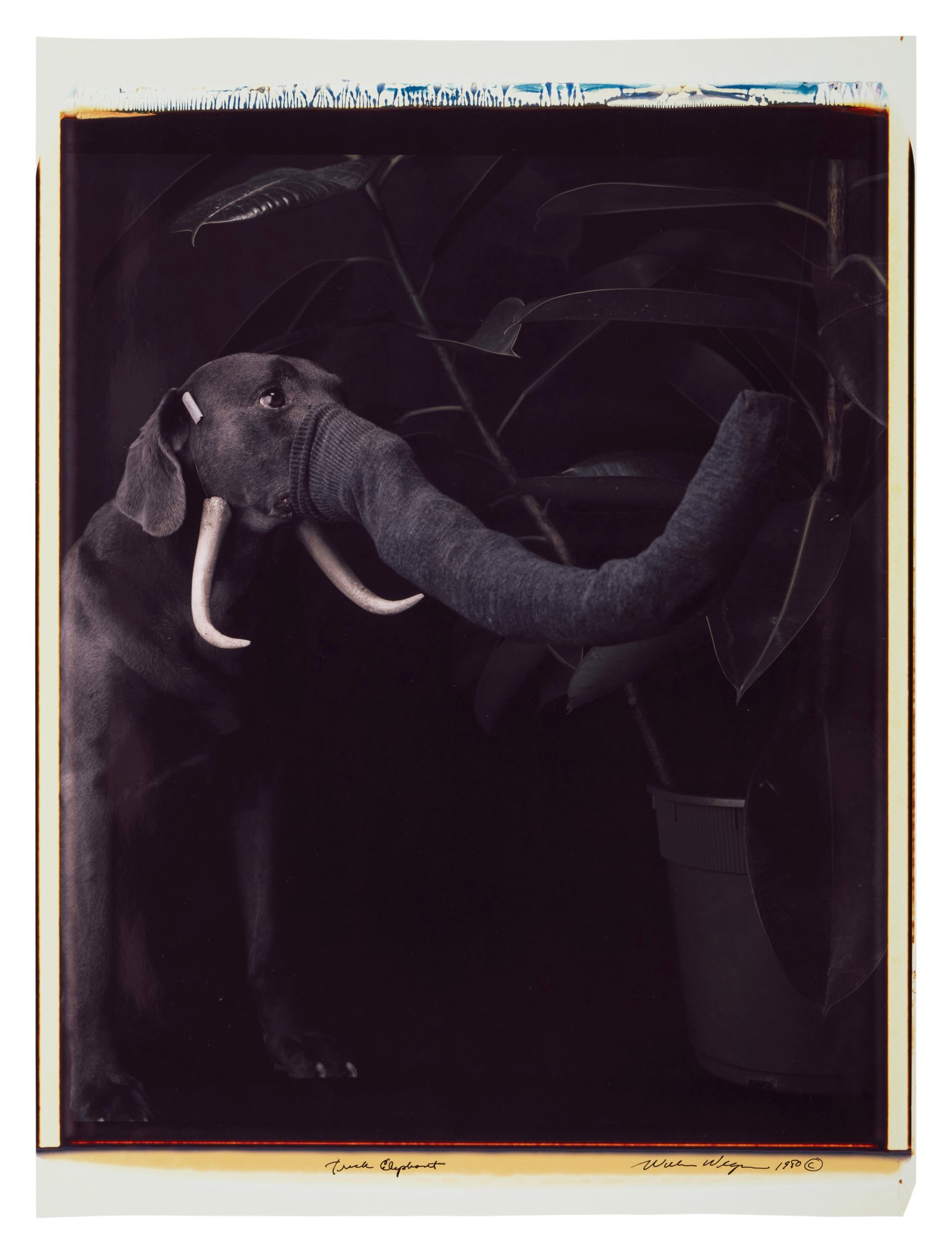 'Trick Elephant'