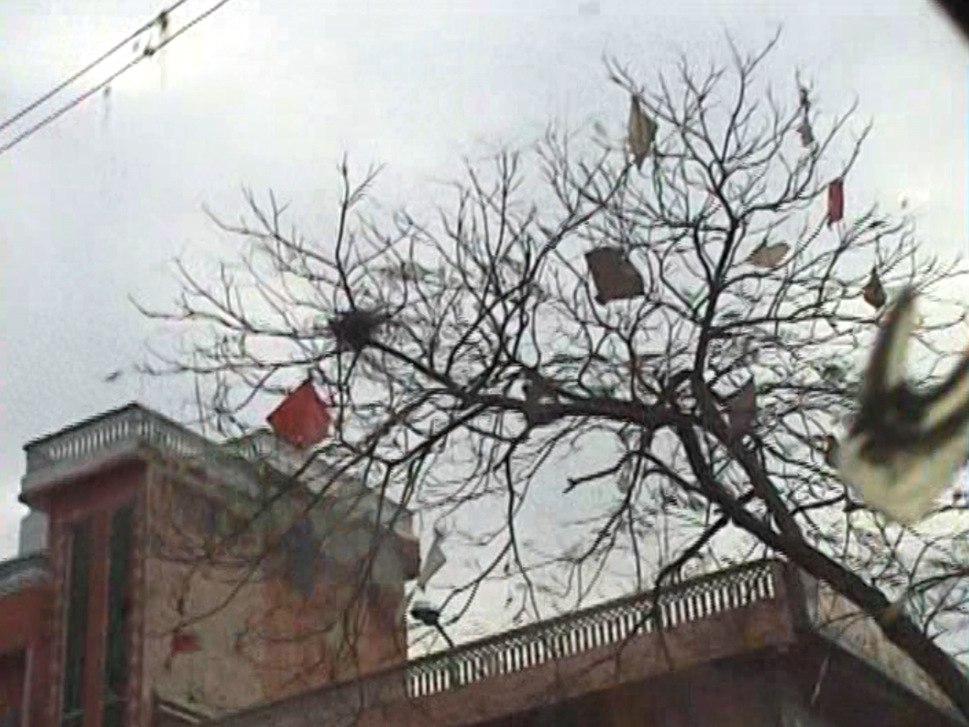 Gabriel Orozco — Jaipur Kites