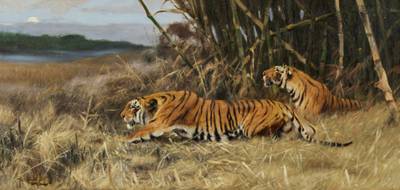 Two Stalking Tigers