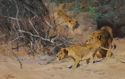 A Pride of Lions on the Prowl