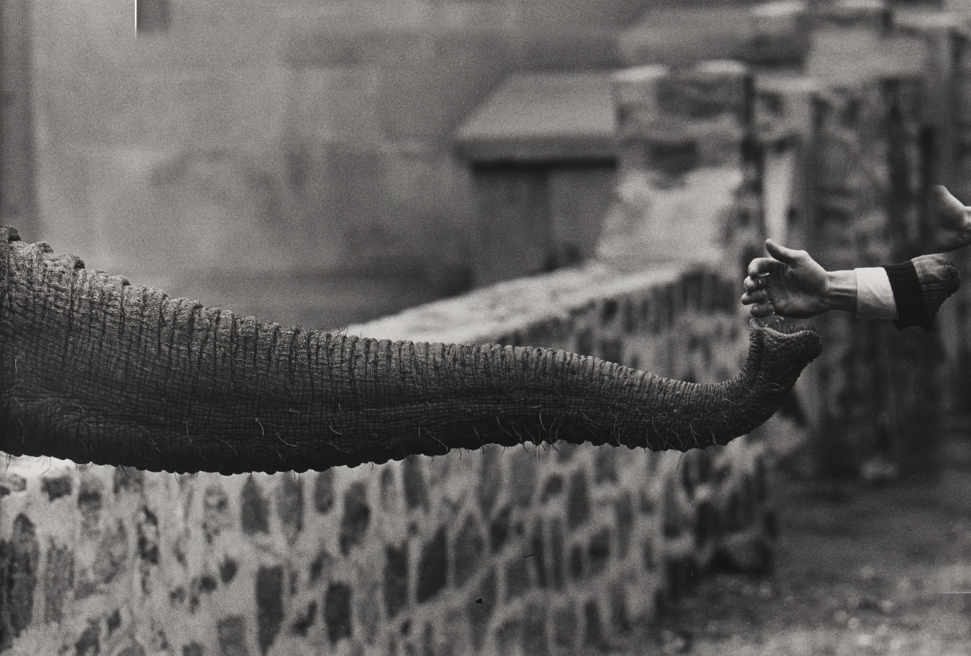 Garry Winogrand — The Animals
