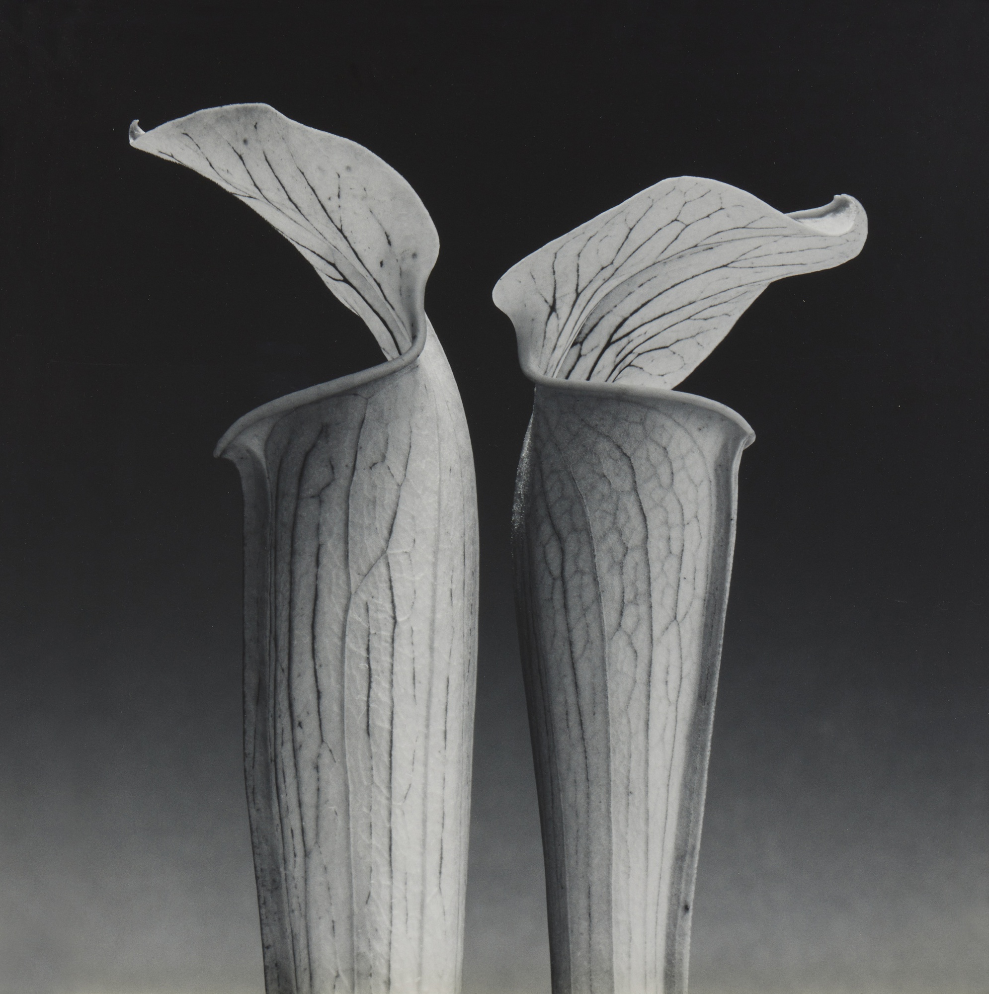 Robert Mapplethorpe — Double Jack-in-the-Pulpit