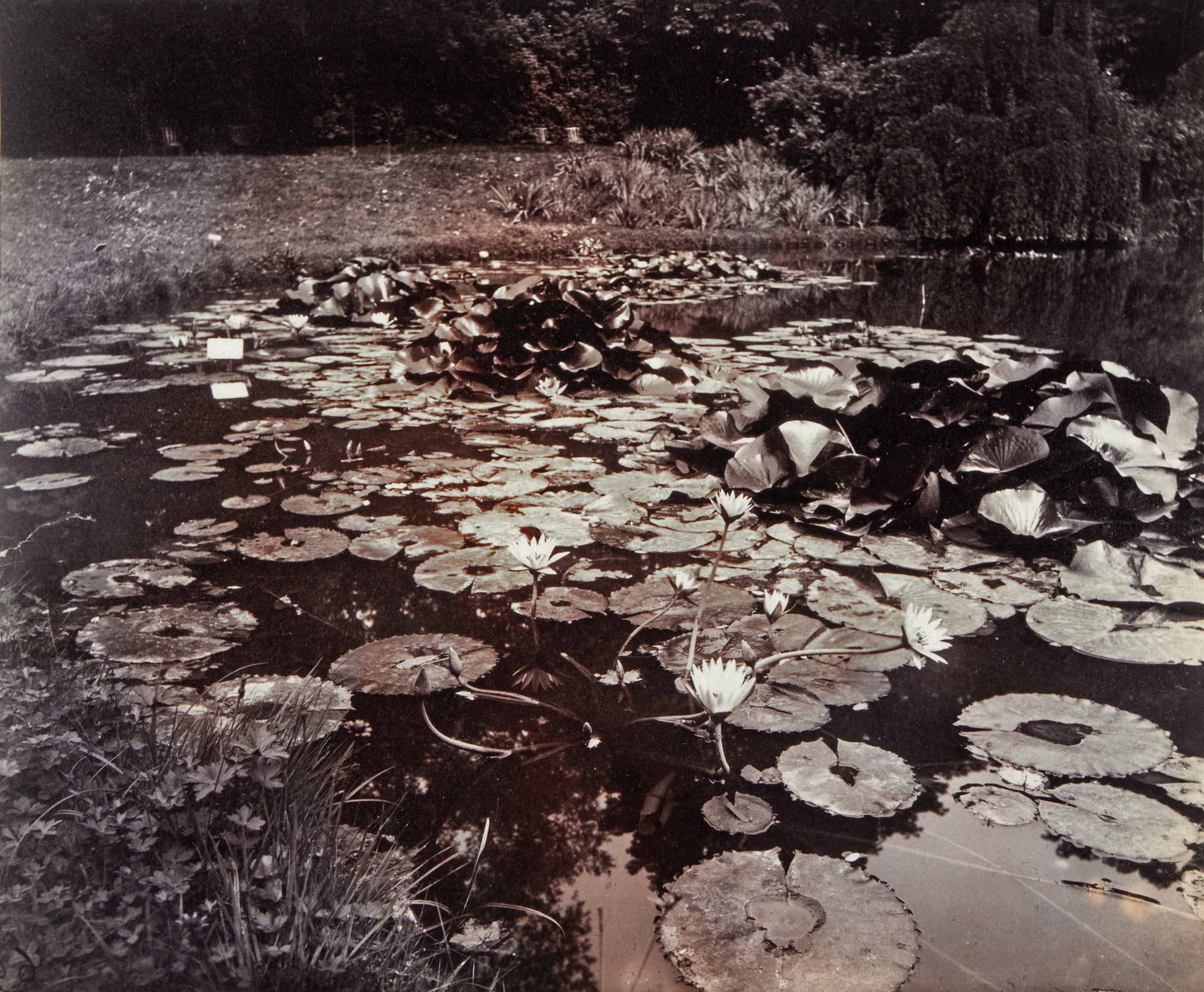 Eugène Atget — Nymphéa