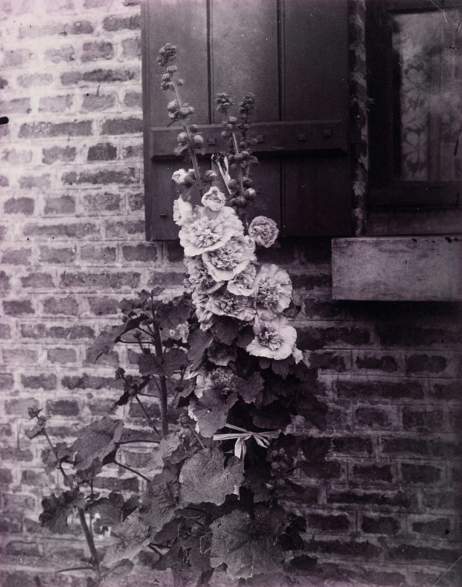 Eugène Atget — Roses trémières