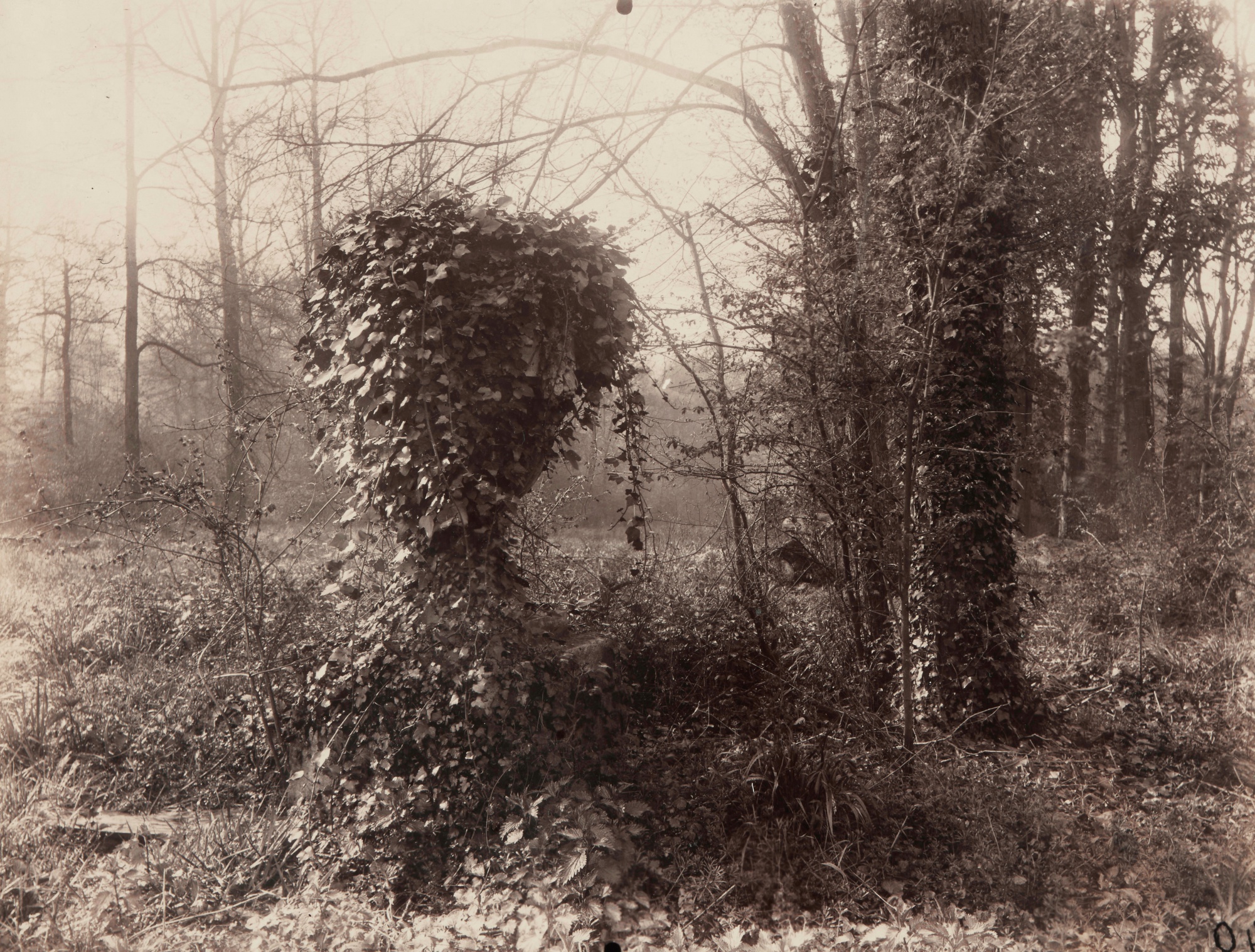 Eugène Atget — Parc de Sceaux (avril, 7 heures matin) (ivy-covered urn)