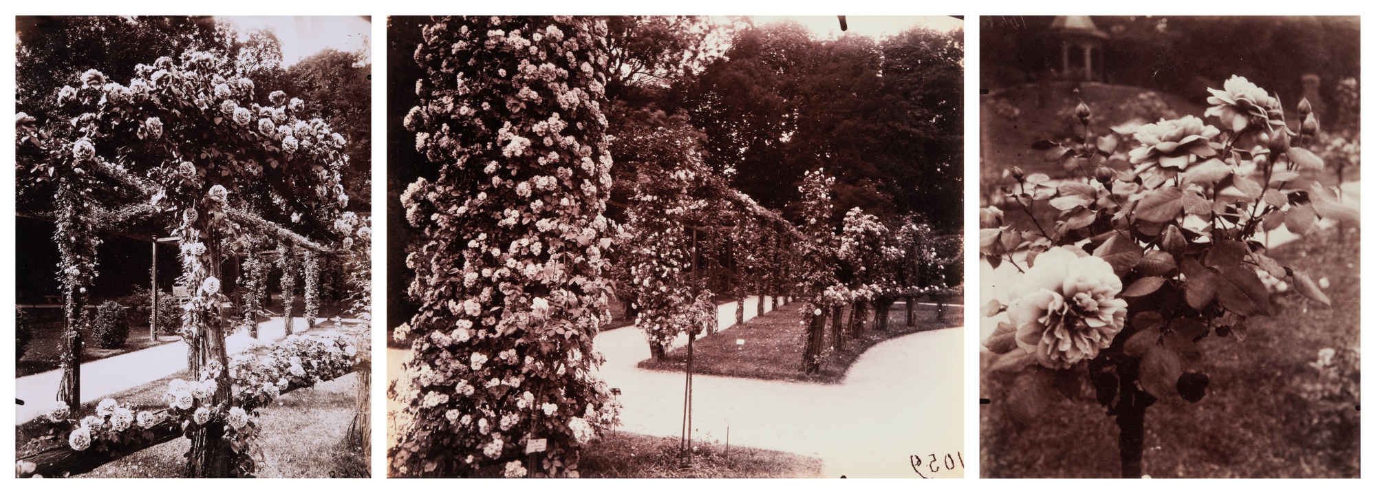 Eugène Atget — Selected Images of Roses, Parc Bagatelle (3 Photographs)