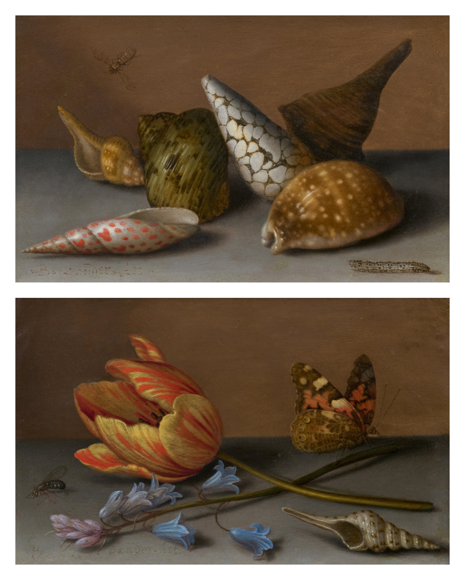 Balthasar van der Ast — Still Life with Shells, a Fly and a Caterpillar;  Still Life with Flowers, a Fly, a Shell, and a Butterfly