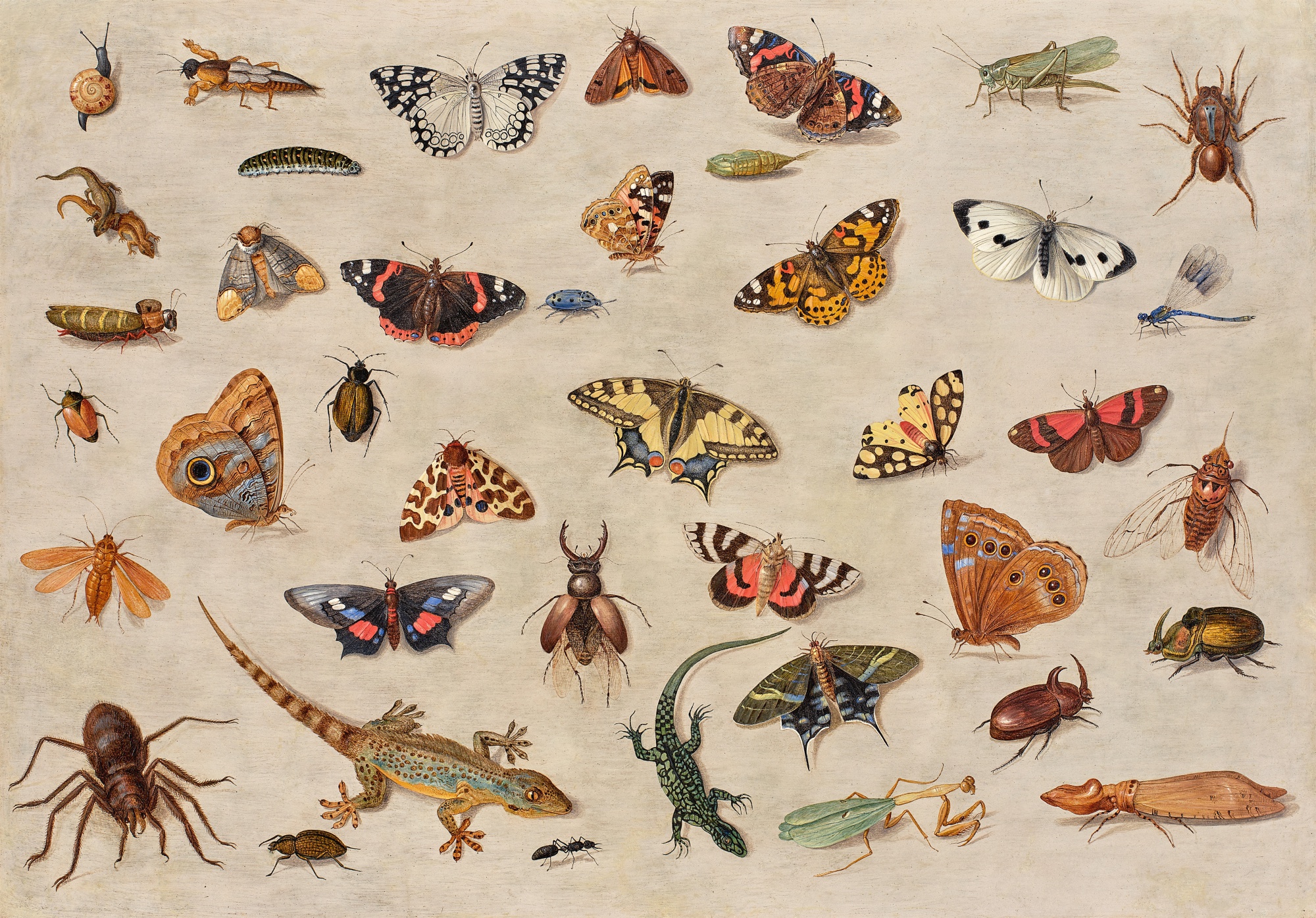 Butterflies, Spiders, Lizards, a Beetle, an Ant, a Grasshopper, and Other Insects