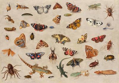 Butterflies, Spiders, Lizards, a Beetle, an Ant, a Grasshopper, and Other Insects