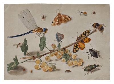 Sprig of Gooseberries with a Dragonfly, Butterflies, Beetles, and a Bee