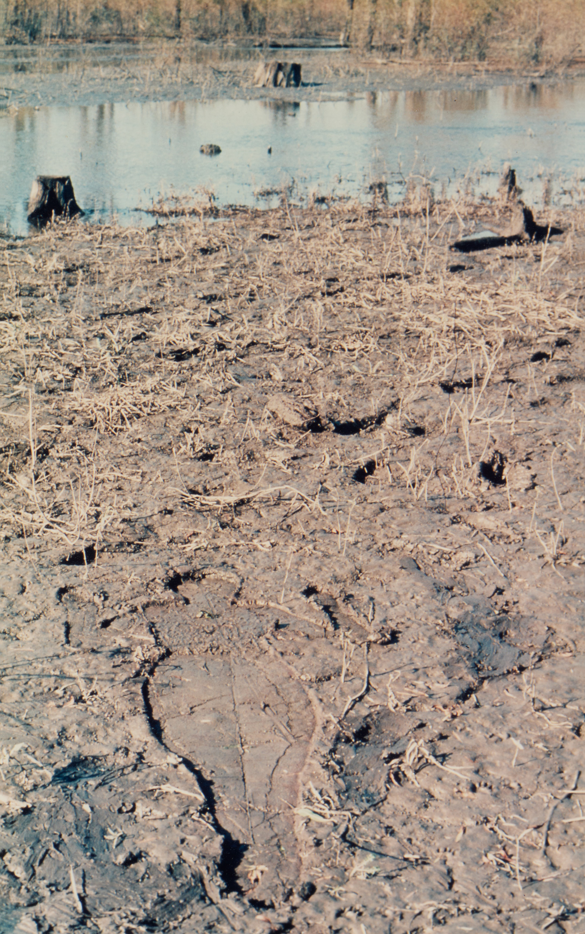 Ana Mendieta — Untitled (Silueta Series, Iowa)