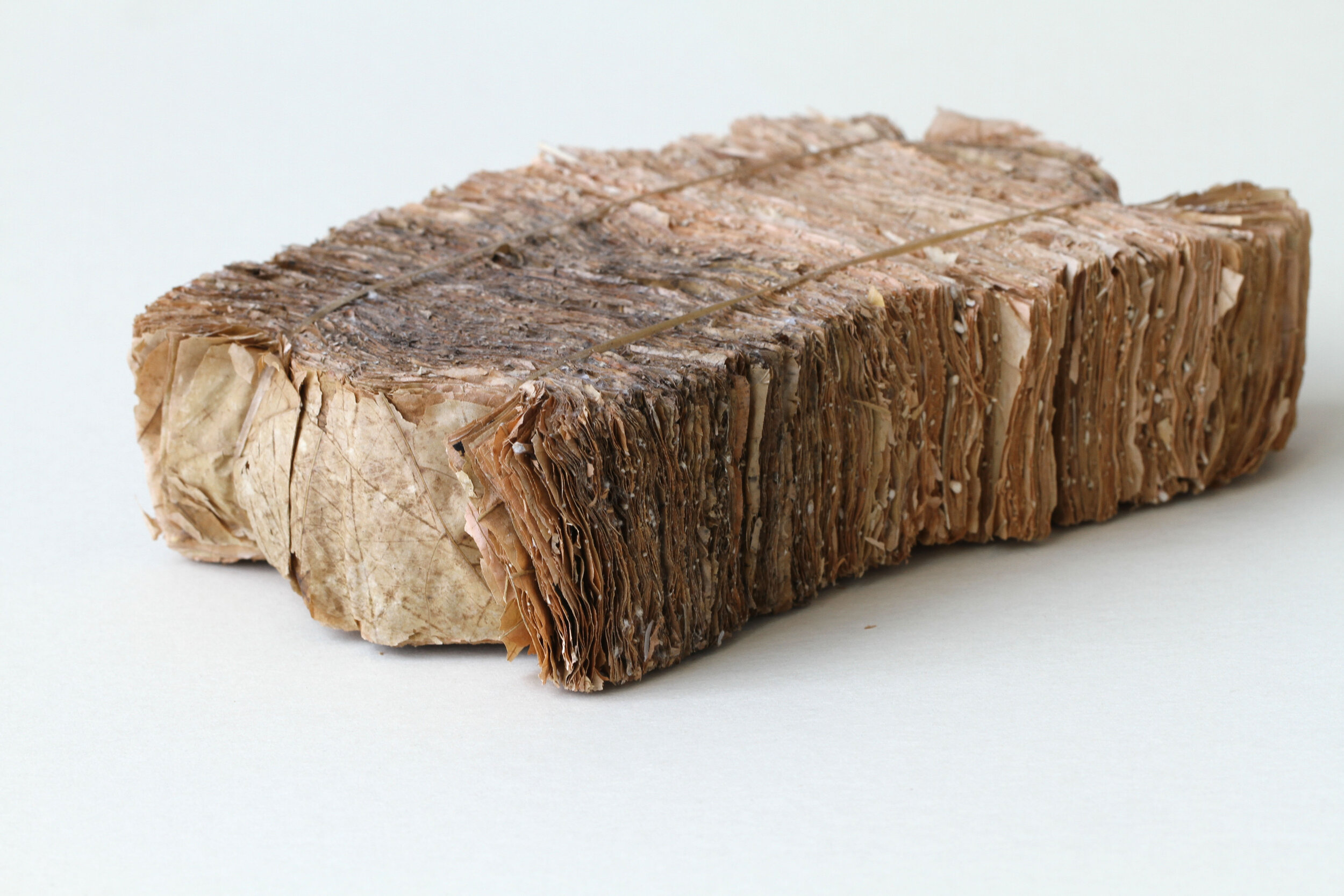 Selva Aparicio — Fall