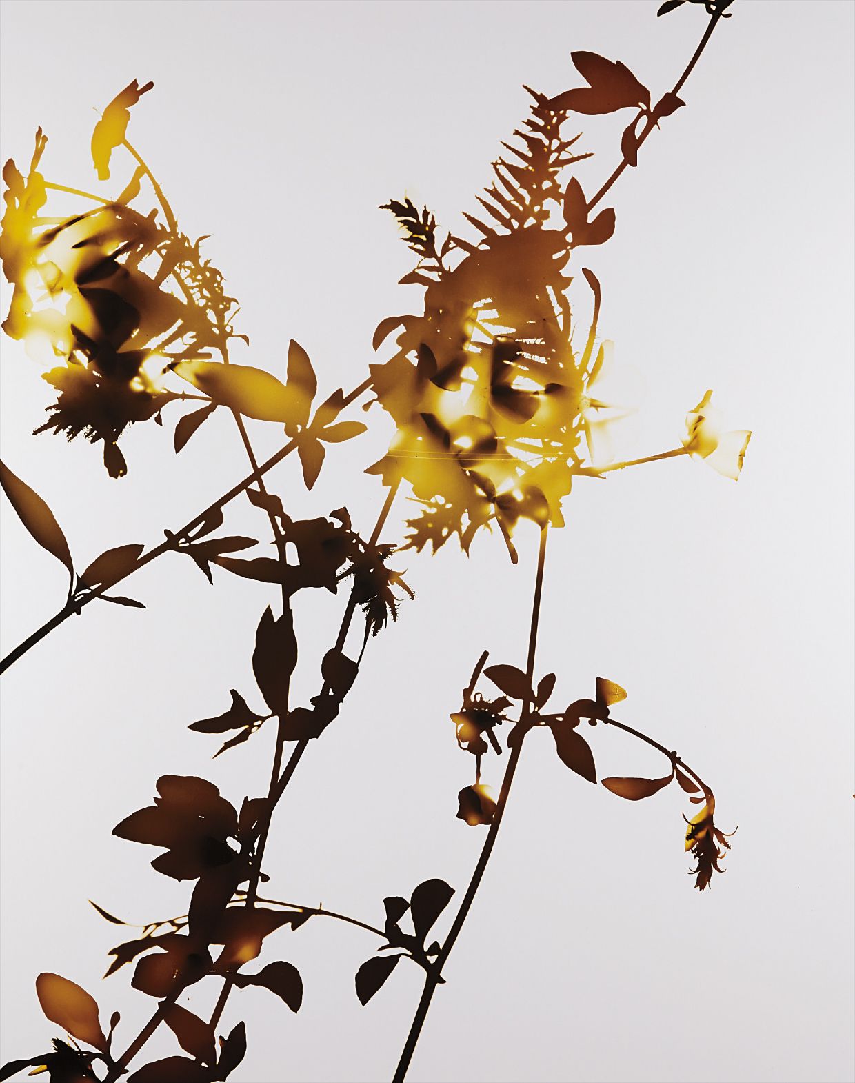 James Welling — #001