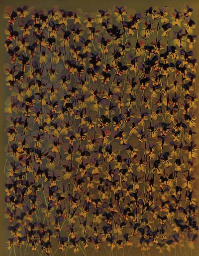 unique cibachrome photogram