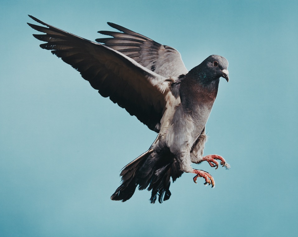Roe Ethridge — Pigeon