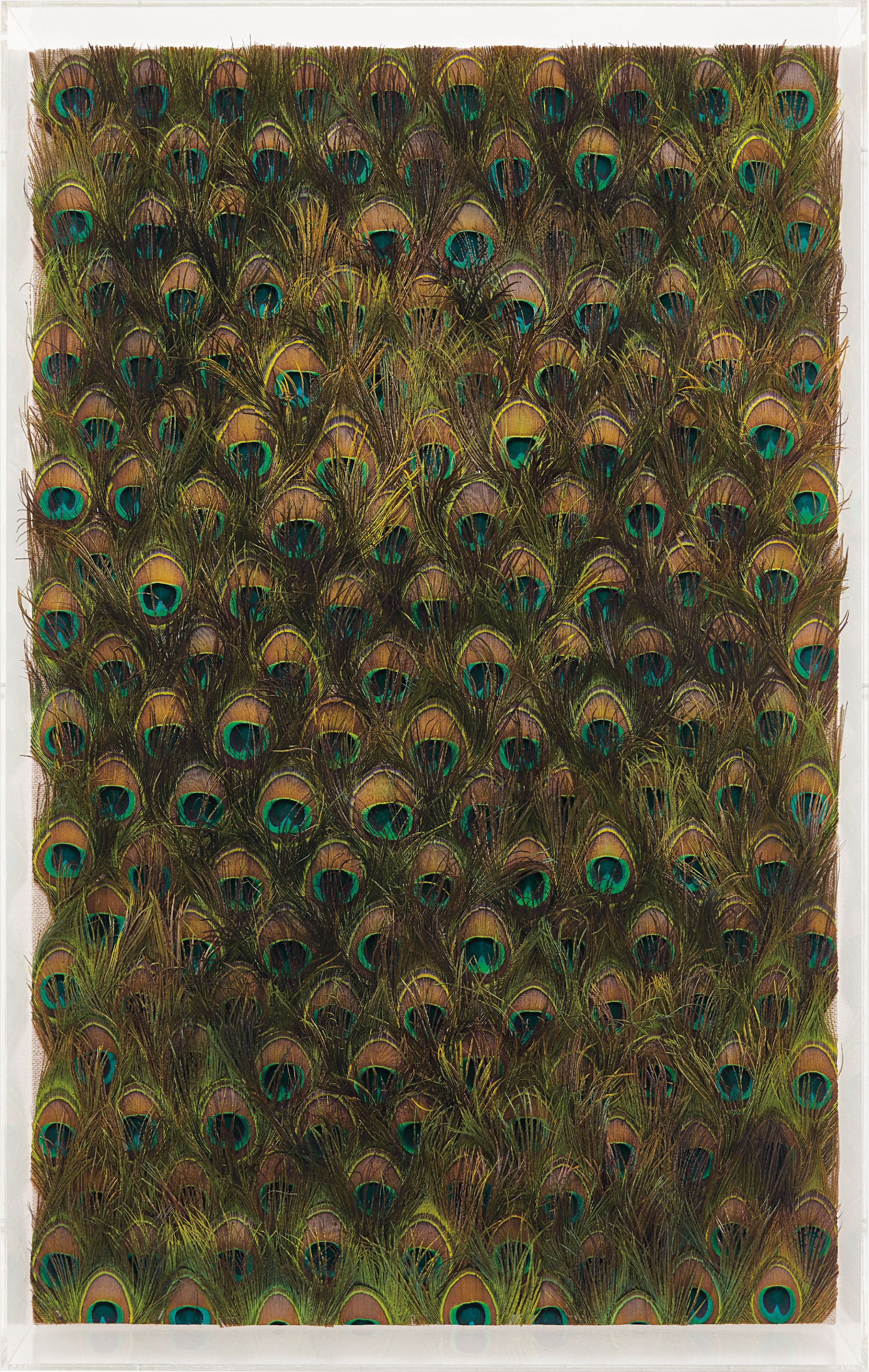 Carol Bove — peacock feathers on linen, laid on board, in Plexiglas frame