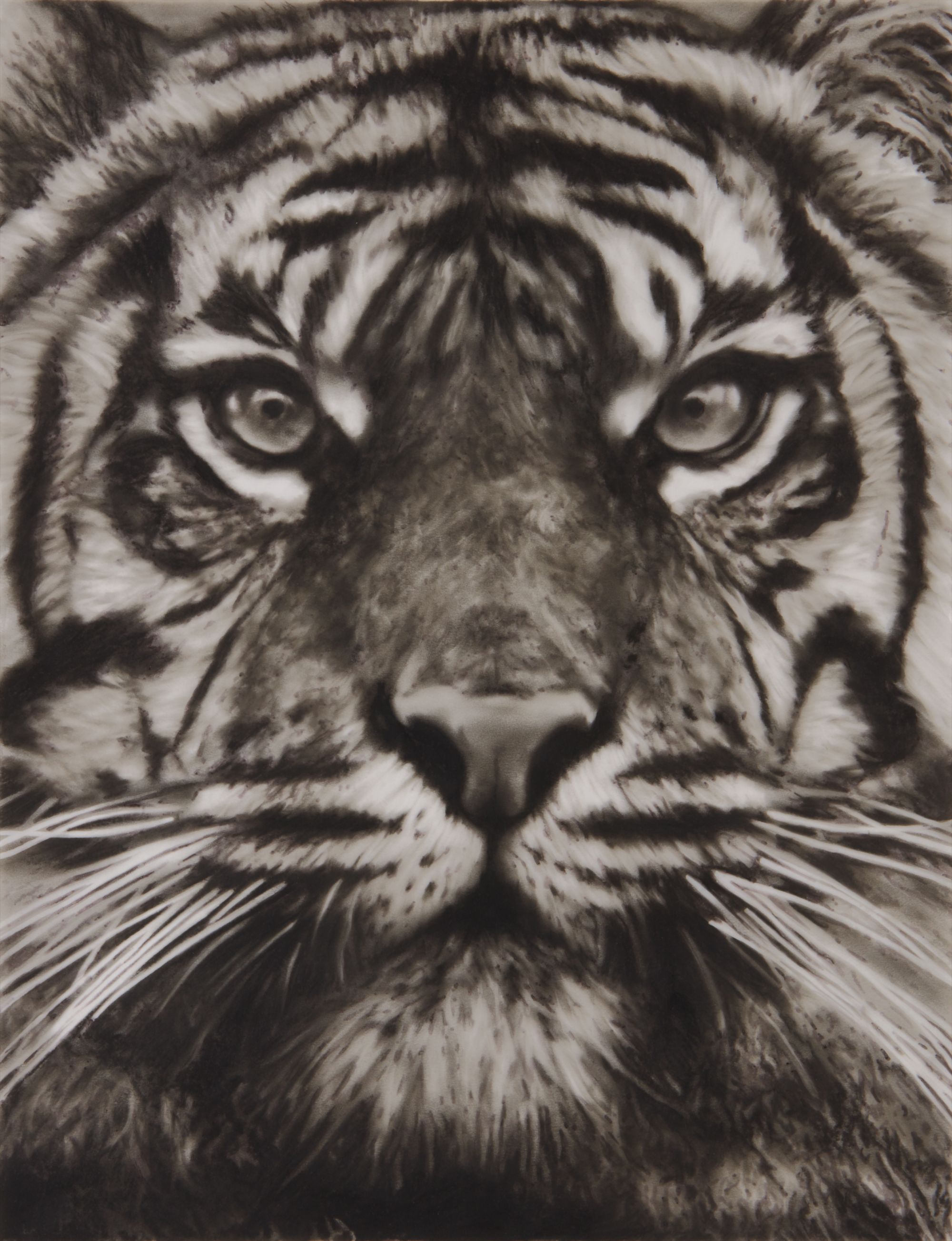 Robert Longo — Study of Tiger Head 18