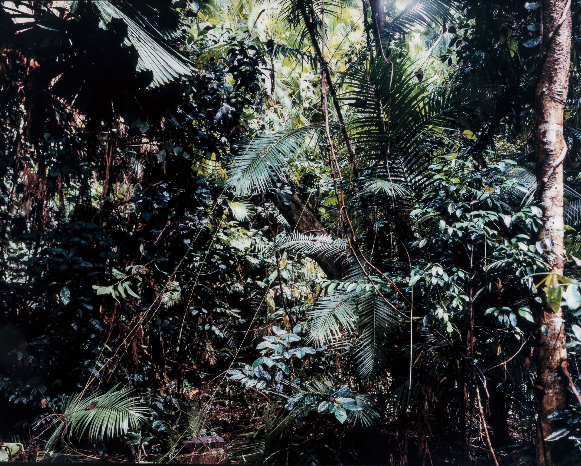Thomas Struth — Paradise 6, Daintree/Australien