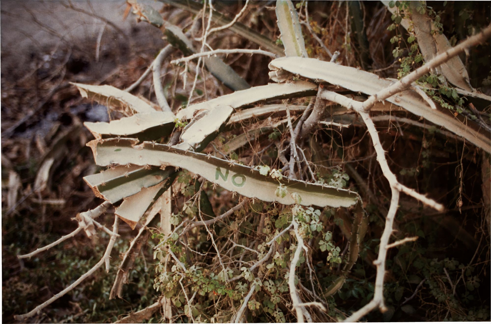 Gabriel Orozco — No