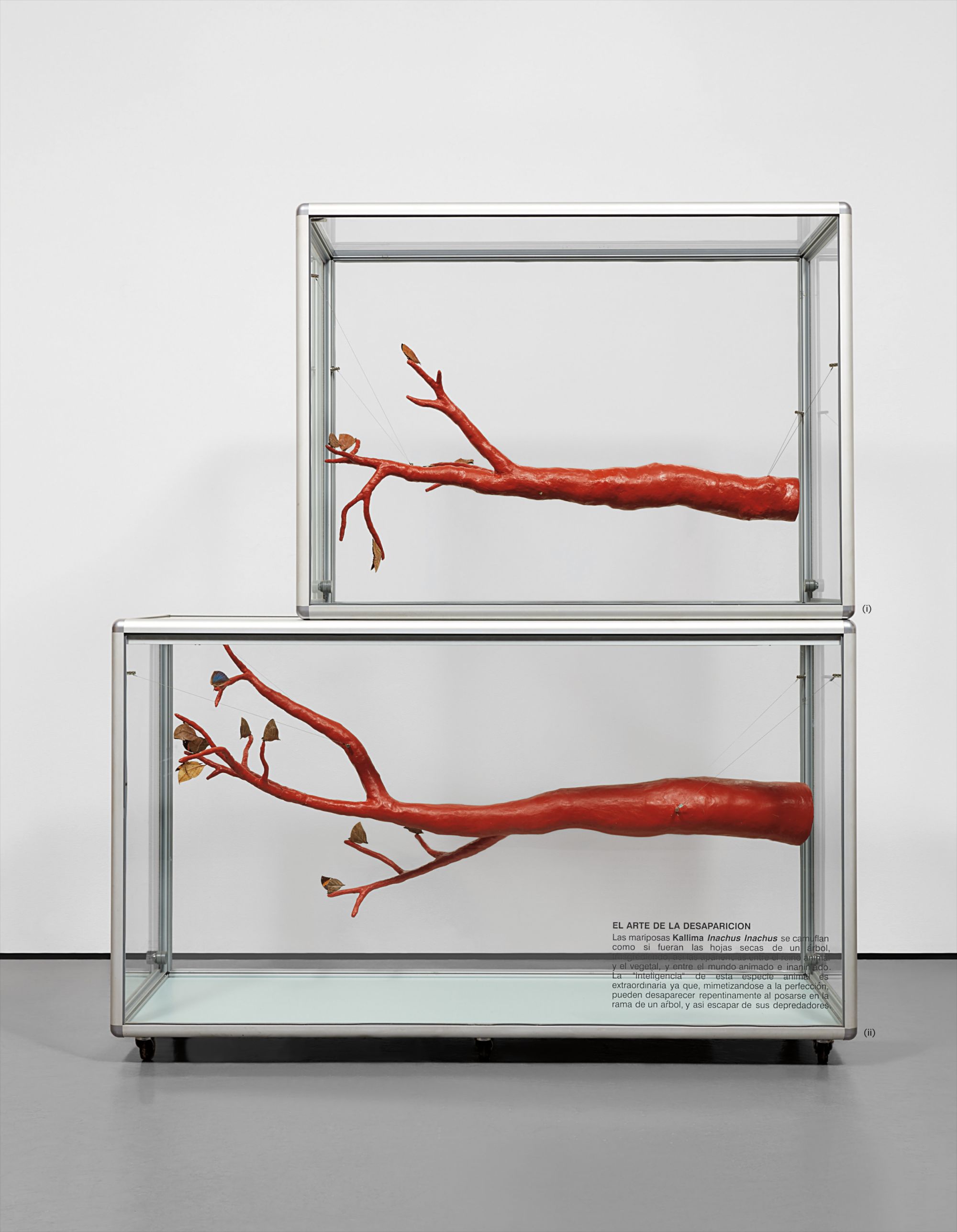 María Fernanda Cardoso