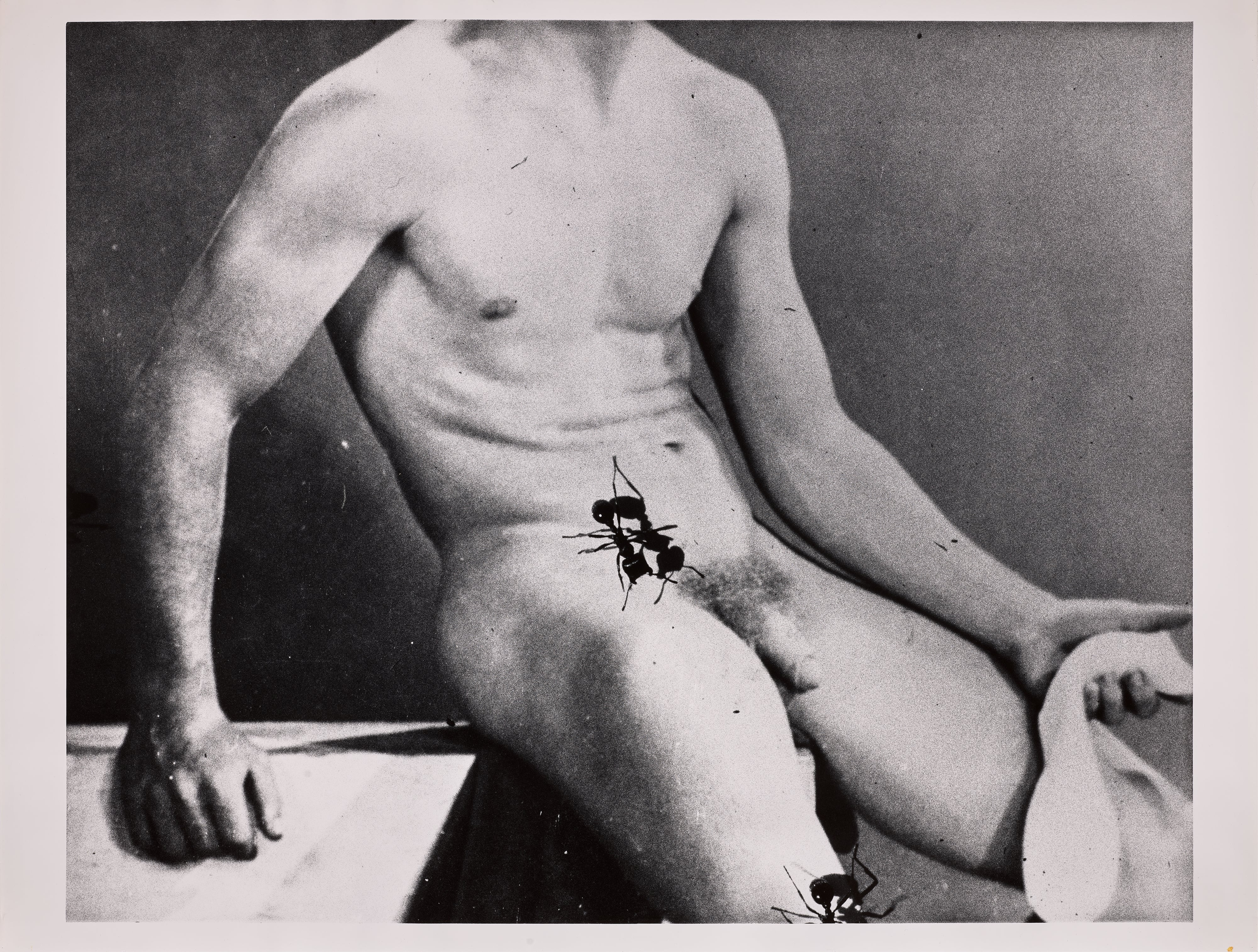 David Wojnarowicz — Untitled (Desire) from Ant Series