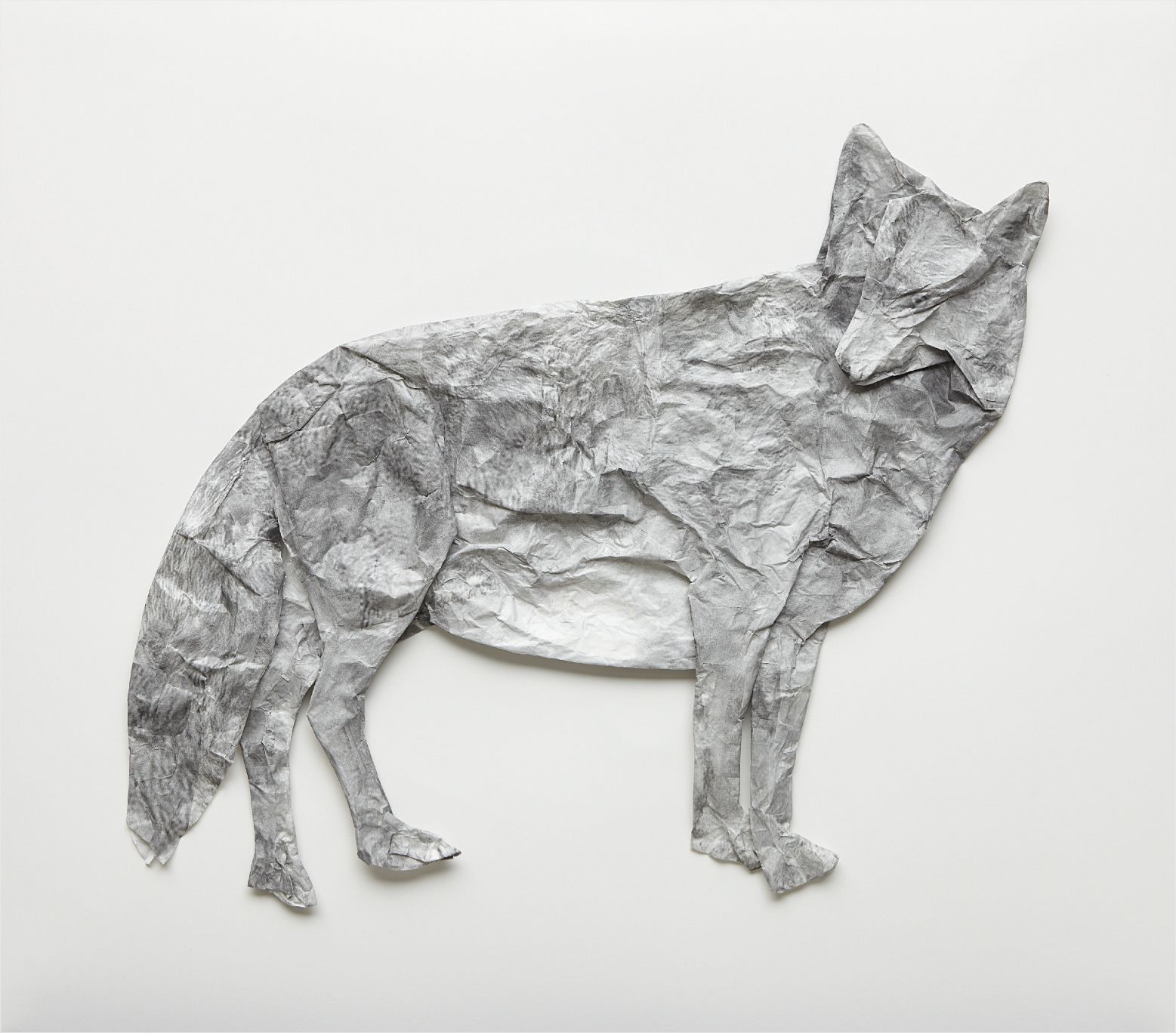 Midori Harima — Lost Acquisition (Wolf)