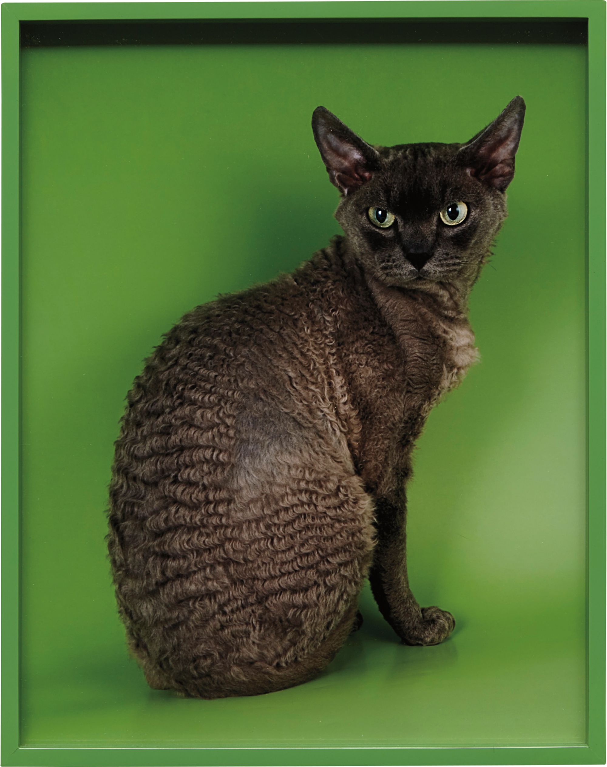 Elad Lassry — Devon Rex