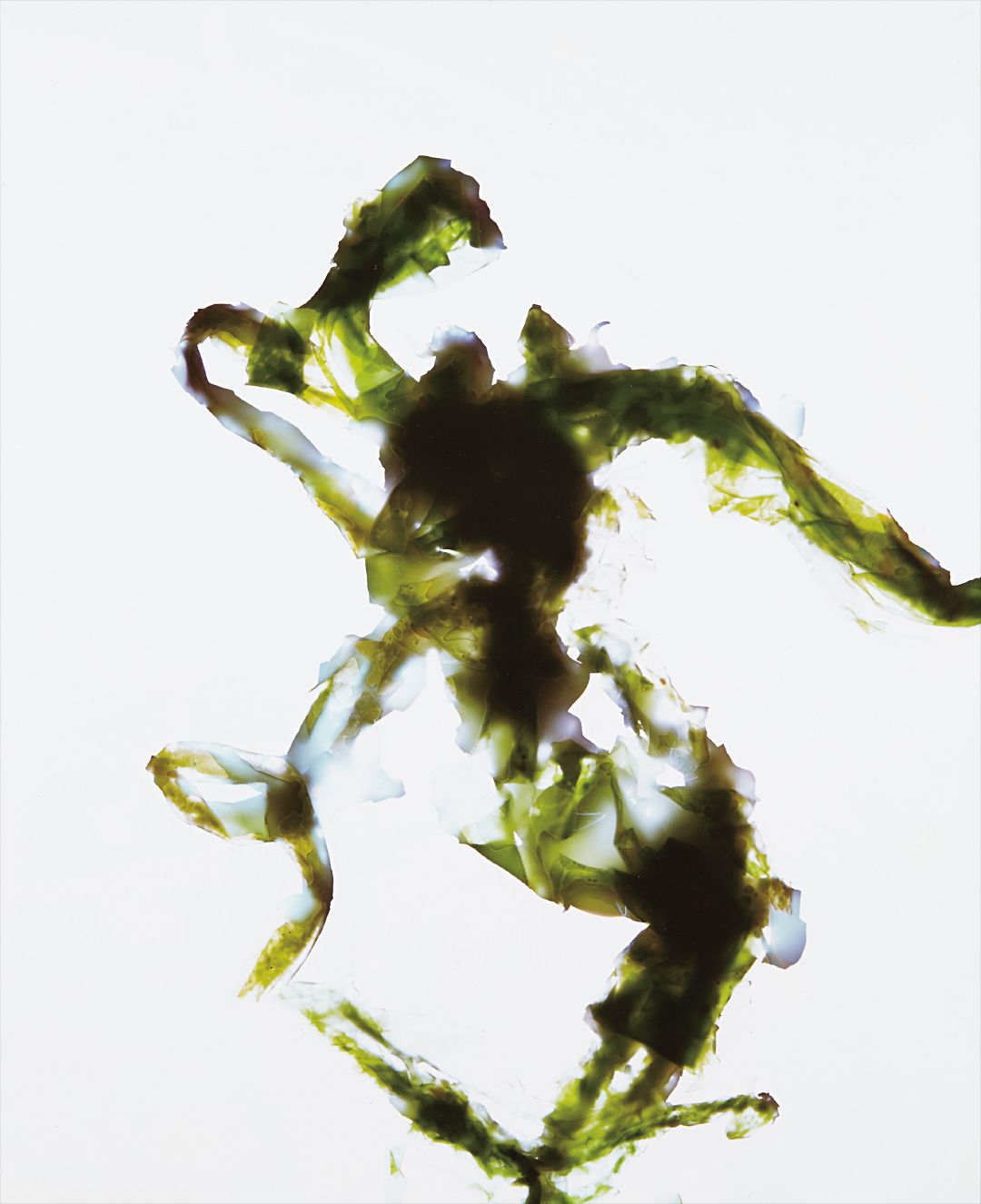 Adam Fuss — Cibachrome photogram, mounted on Plexiglas