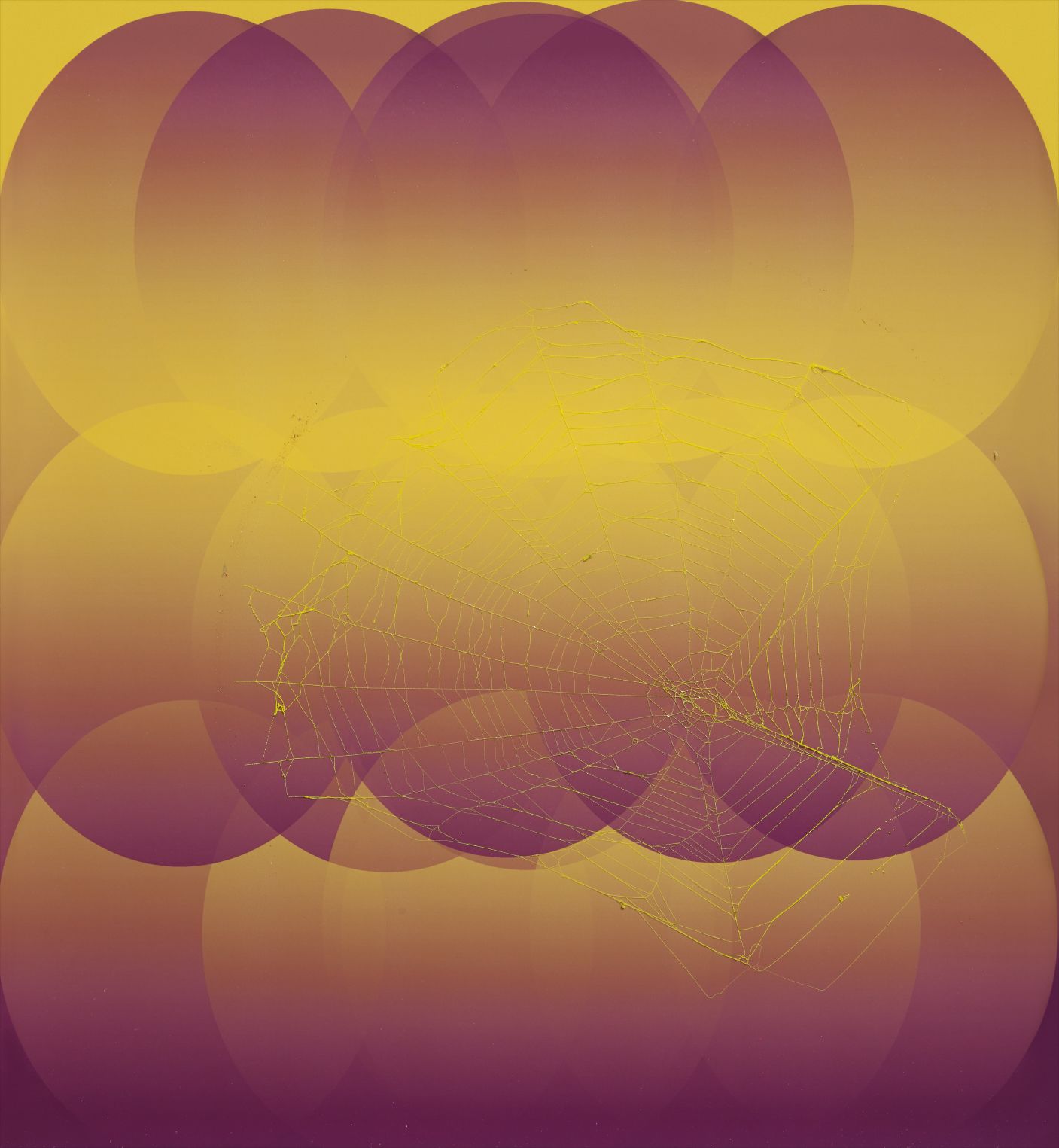 Pae White — Web #11