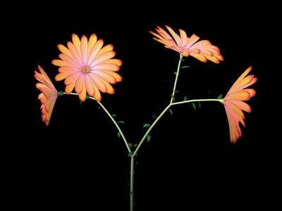 Dance Hall Girl 3 (daisies)