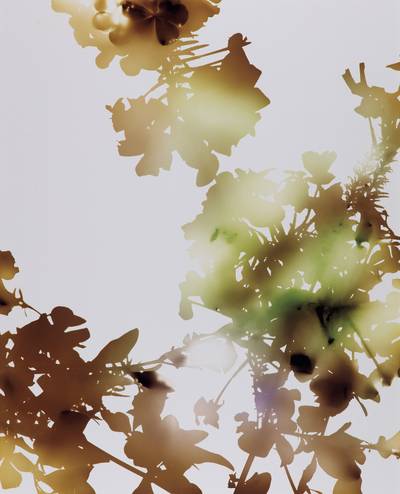 James Welling