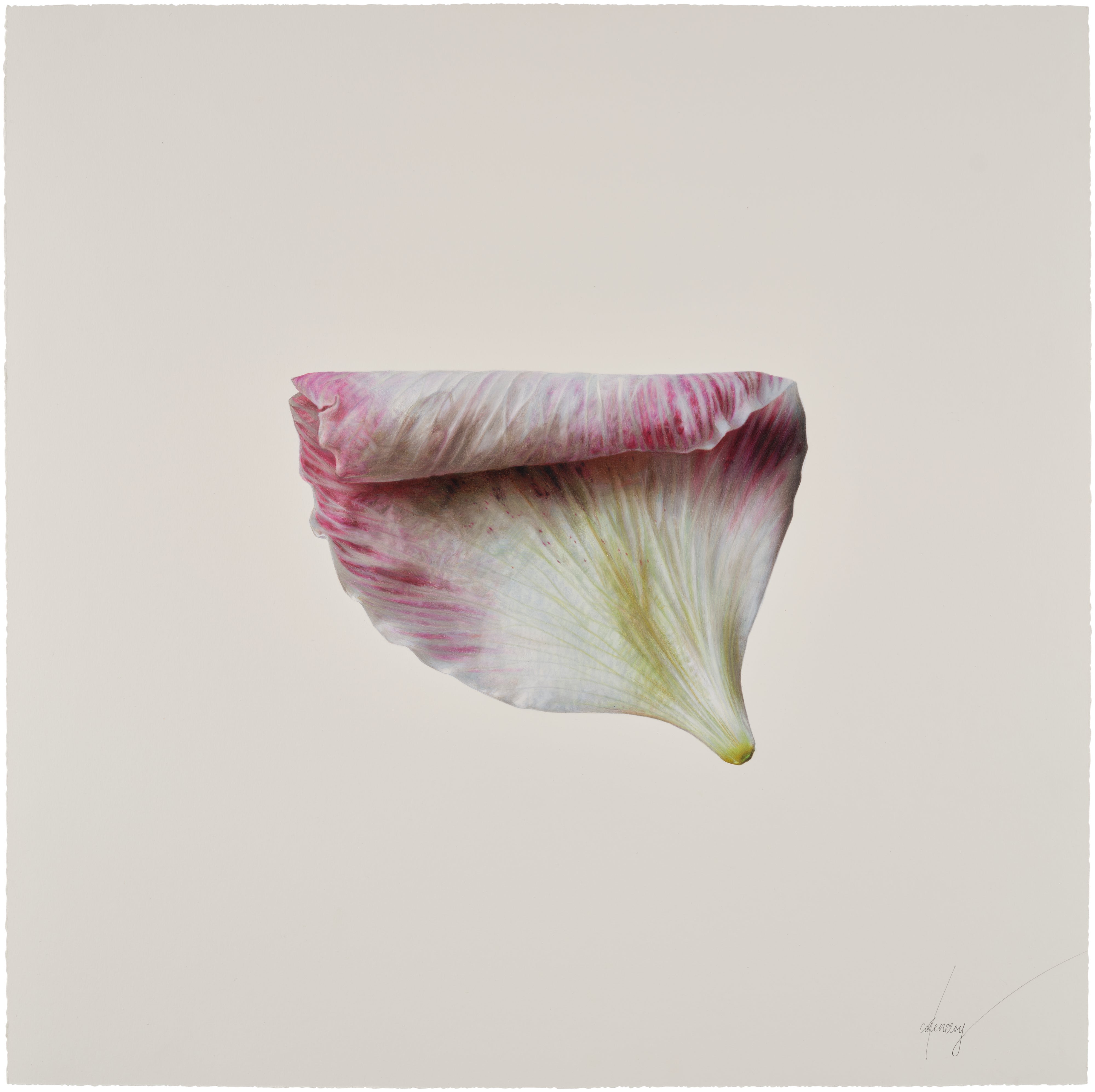 CJ Hendry — Lenton Rose