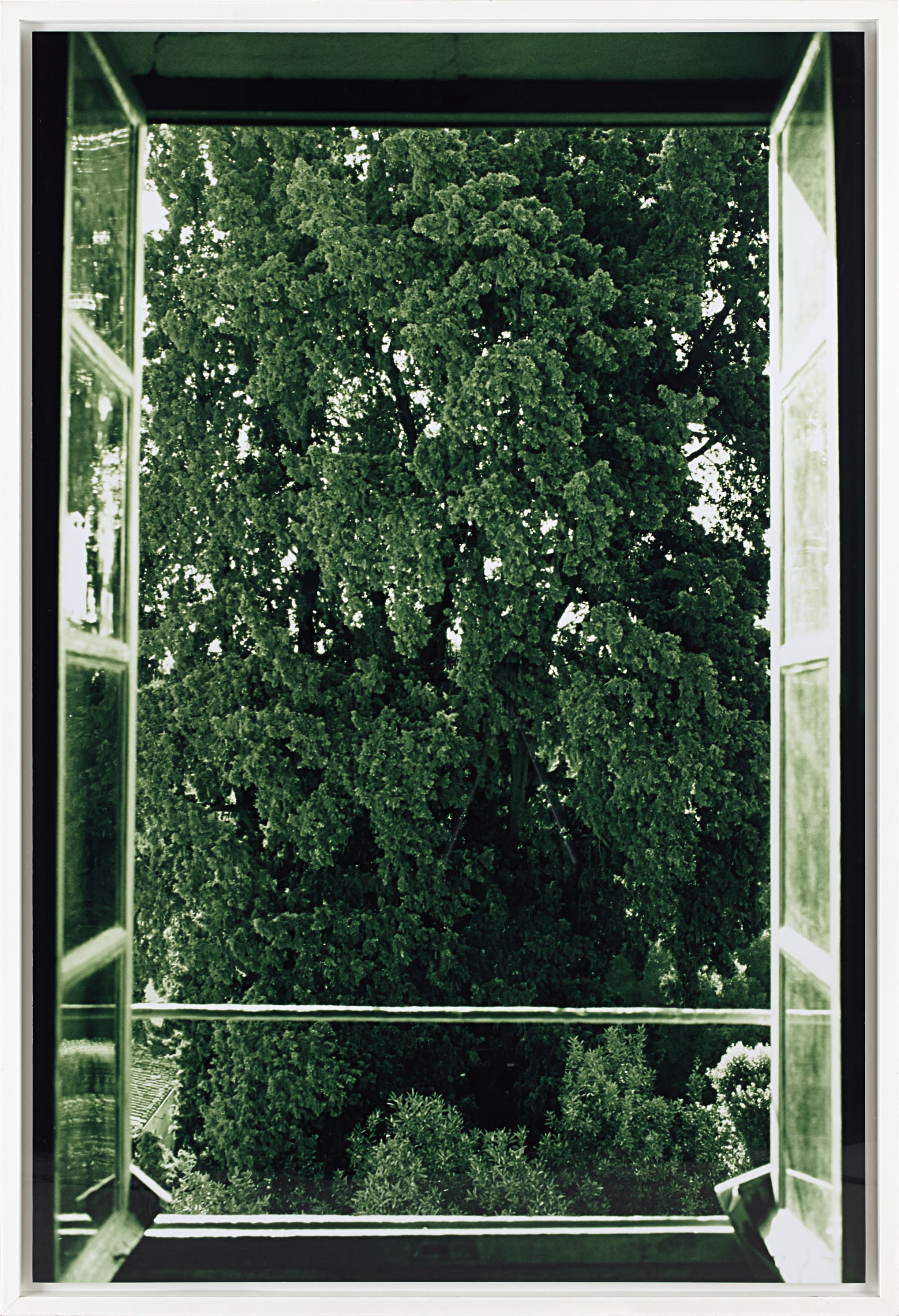 Wolfgang Tillmans — Tree Filling Window