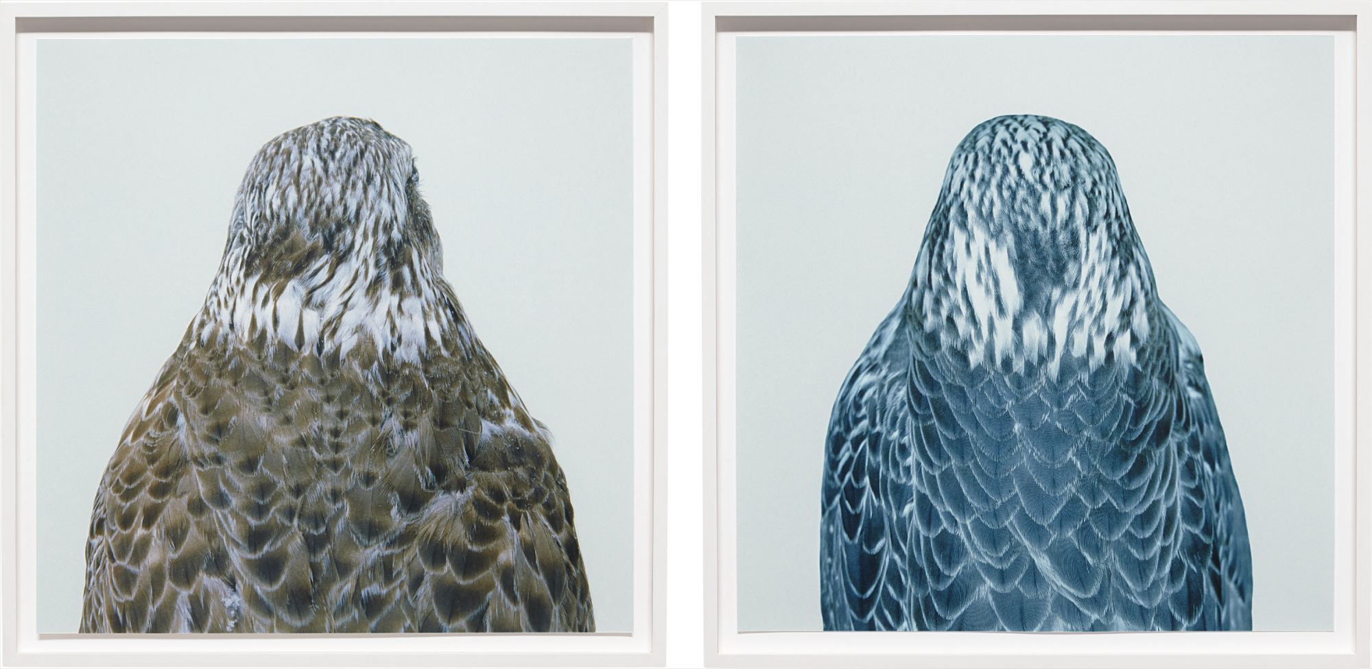 Roni Horn — Iris print, in 2 parts