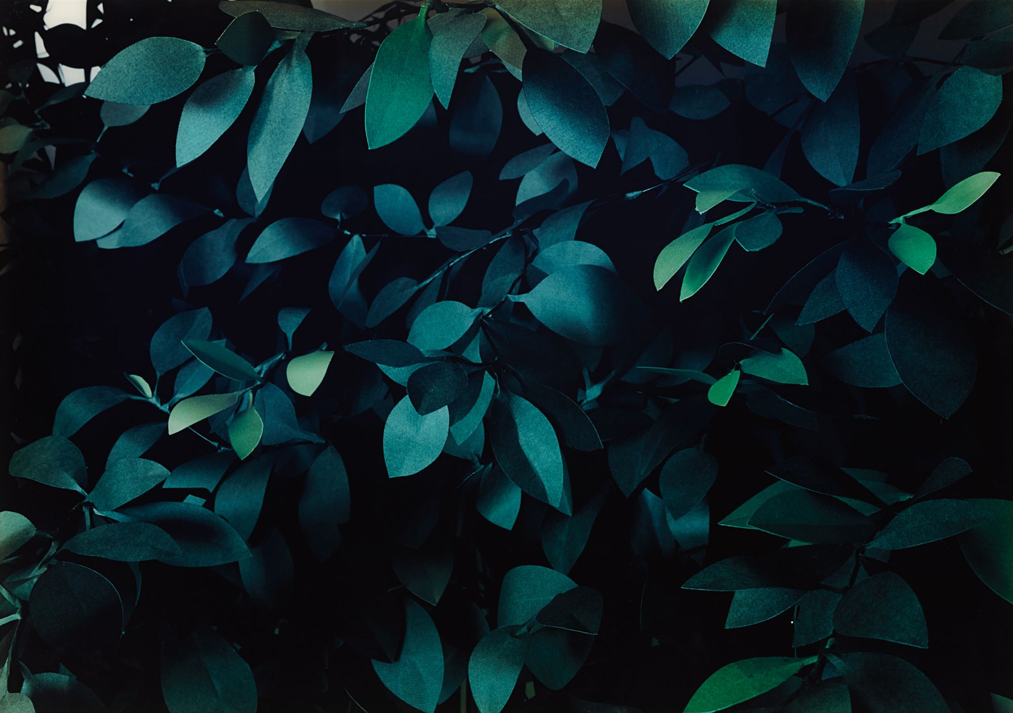 Thomas Demand — Hecke (Hedge)