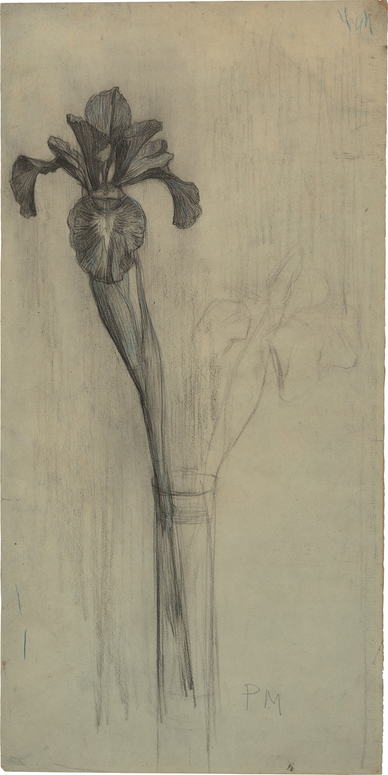 Iris Bloom in Bud Vase