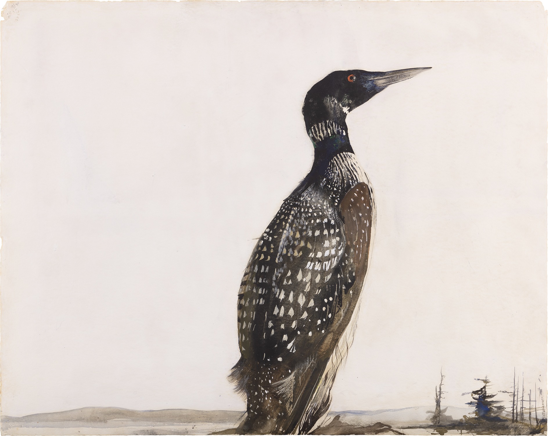 Andrew Wyeth — Loon Drake (Loon)