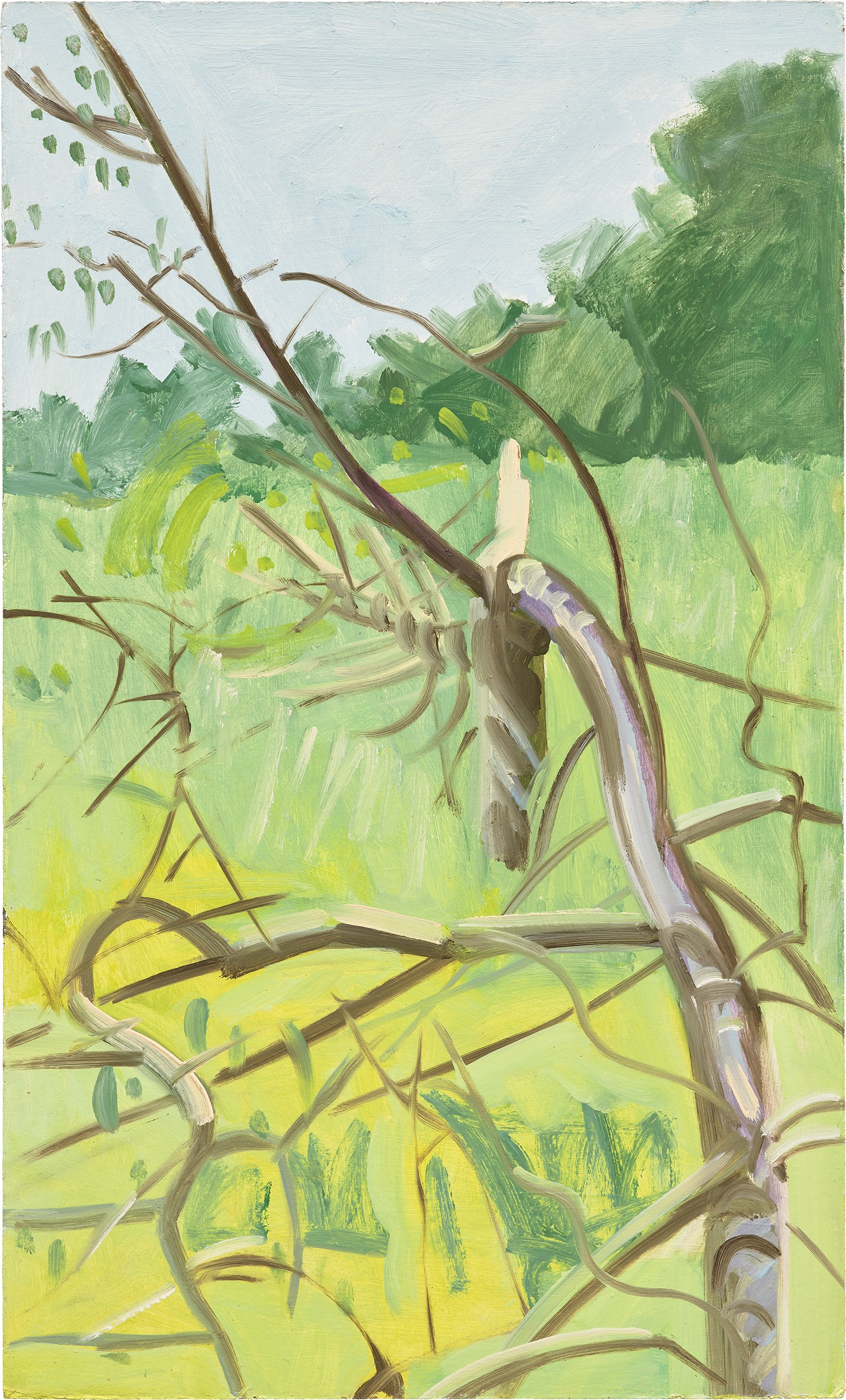 View through Broken Tree