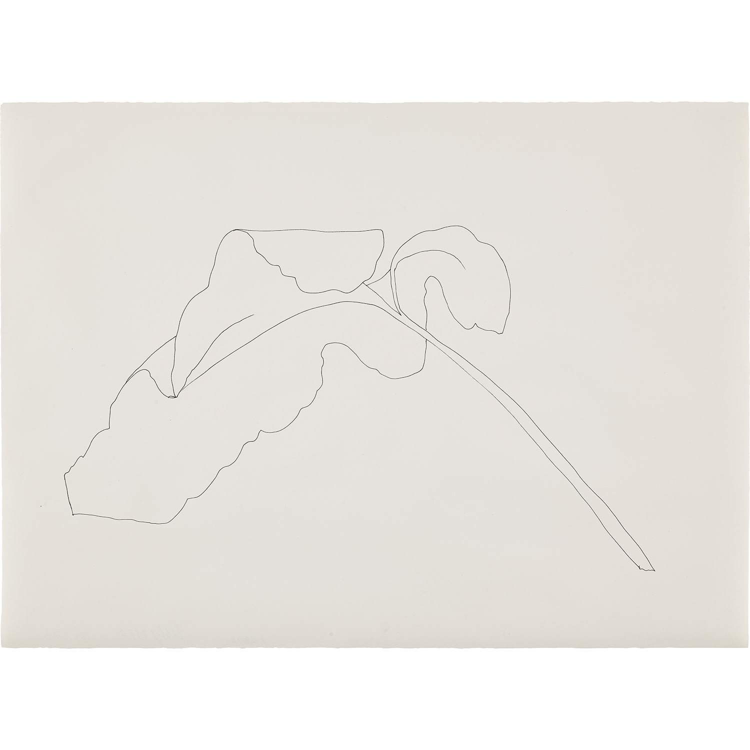 Ellsworth Kelly — Leaf
