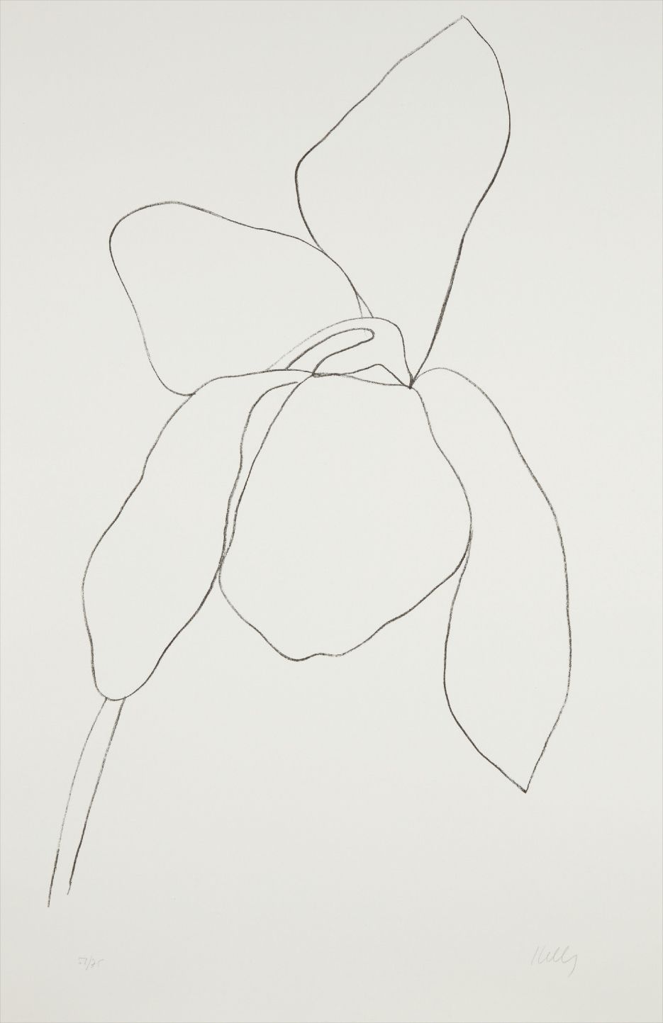 Ellsworth Kelly — Cyclamen II, from Suite of Plant Lithographs