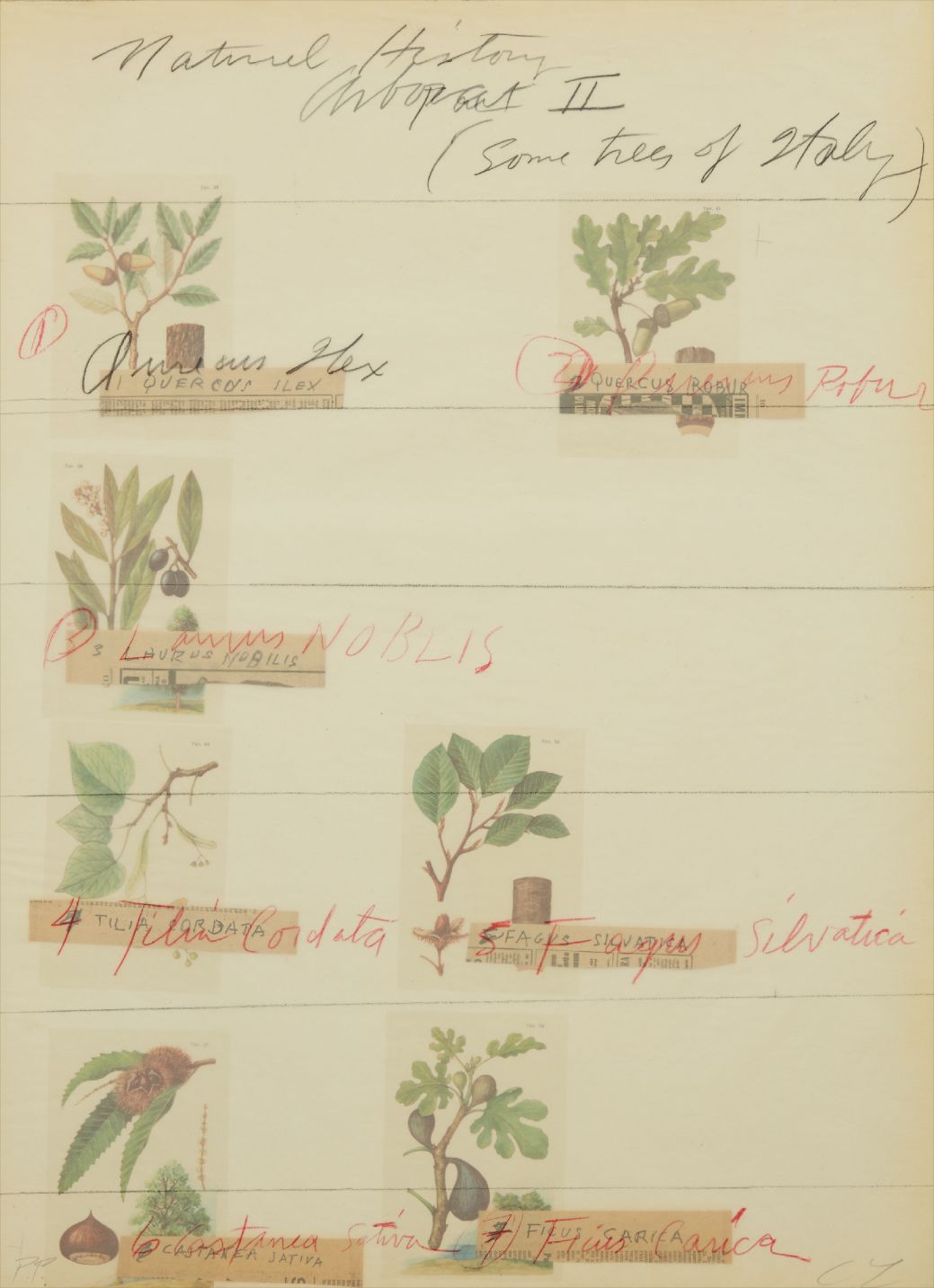 Cy Twombly — Title Print, from Natural History Part II Some Trees of Italy