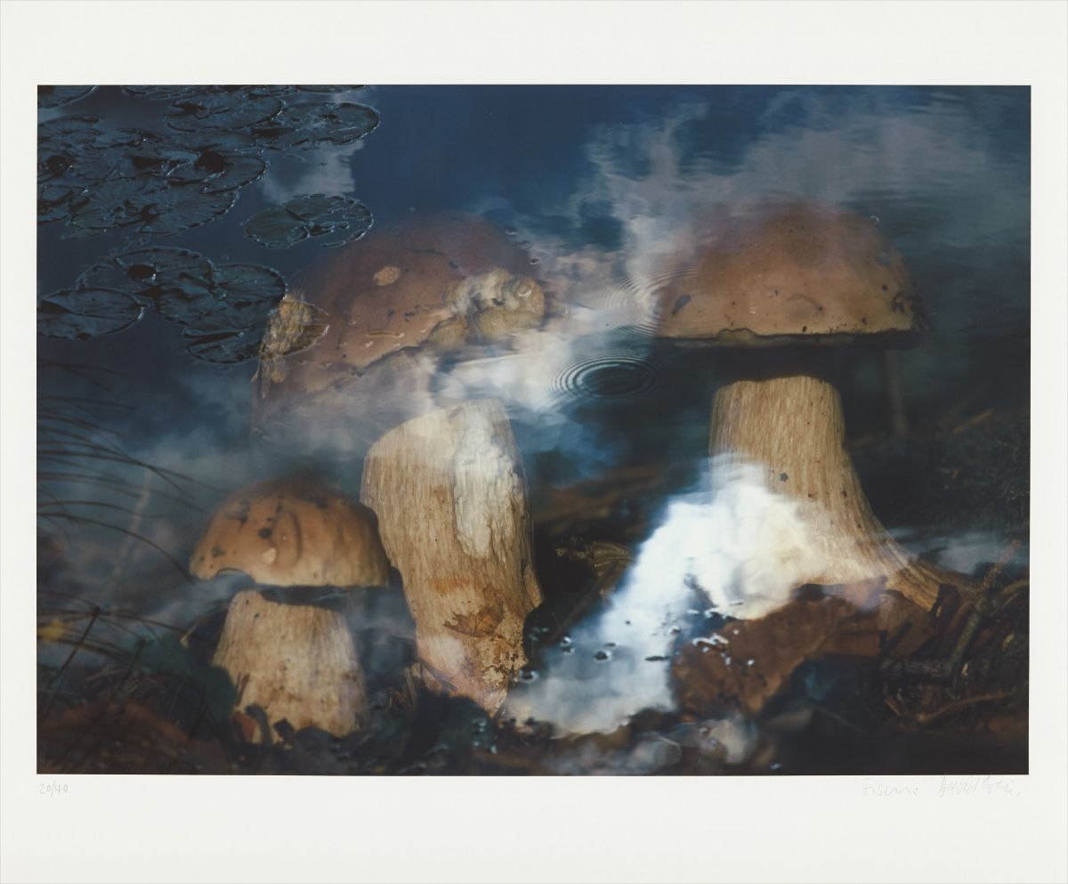 Pilze im Wasser (Mushrooms in Water)