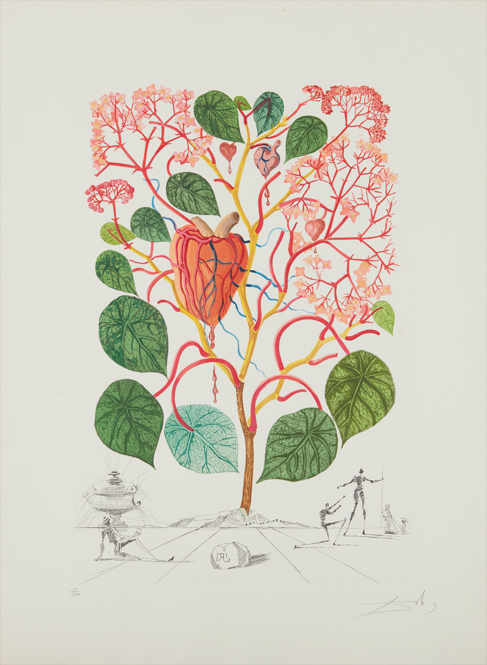 Salvador Dalí — Begonia (Anacardium recordans), from Flordali® (Flora Dalinae)