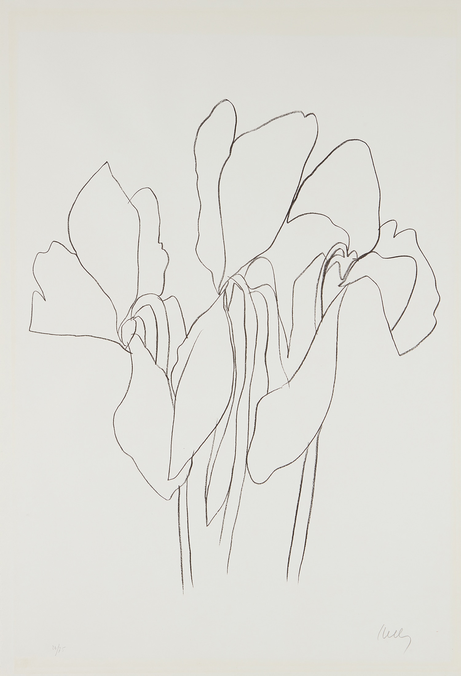 Ellsworth Kelly — Cyclamen V, from Suite of Plant Lithographs
