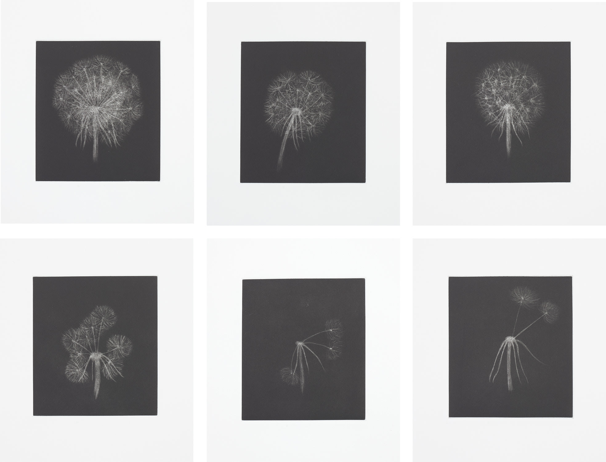 Kiki Smith — Dandelions