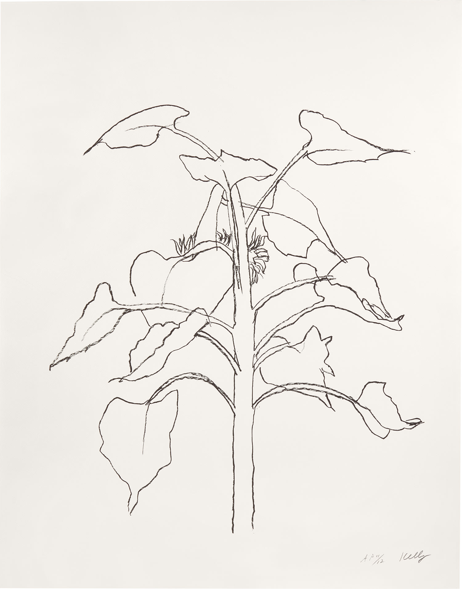 Ellsworth Kelly — Sunflower I (G. 2009, A. 313)