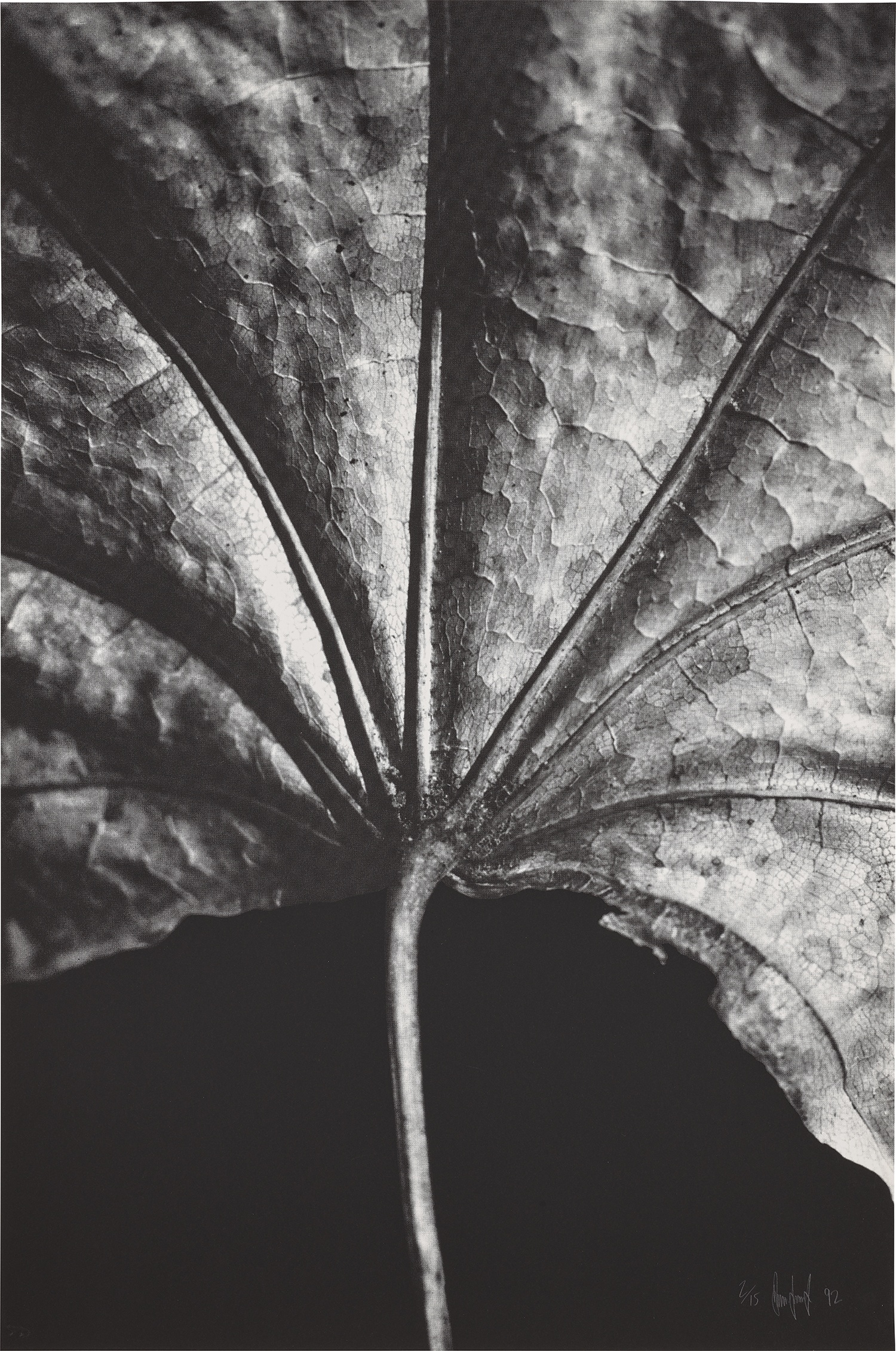 Ray Charles White — Maple Leaf Close Up