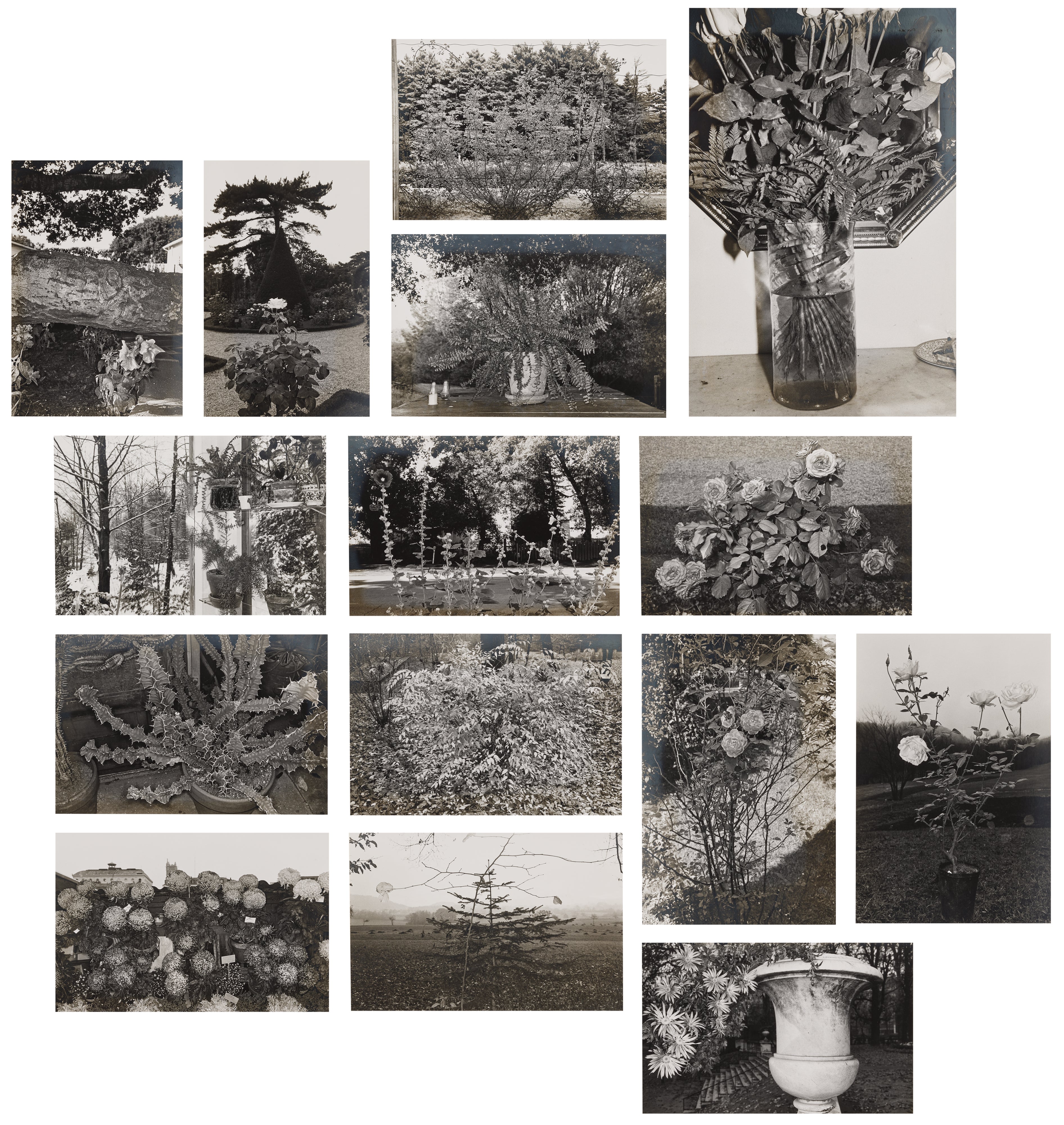 Lee Friedlander — Photographs of Flowers